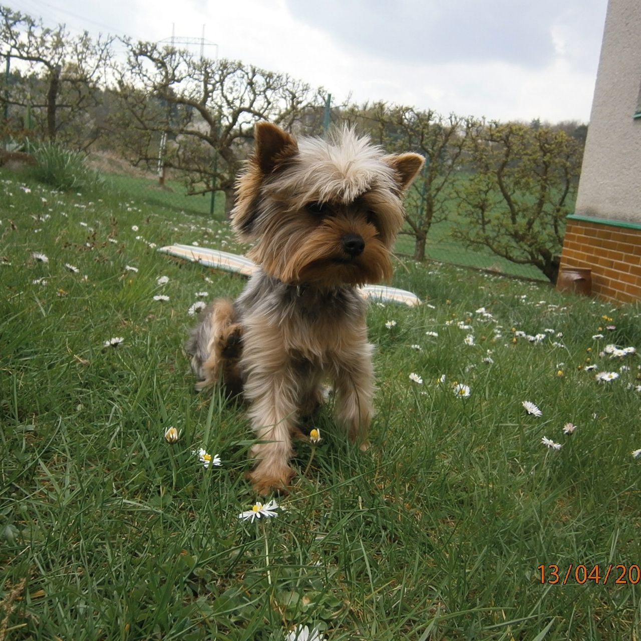 Soutěžní fotografie - Tequila,  Yorkšírský terier