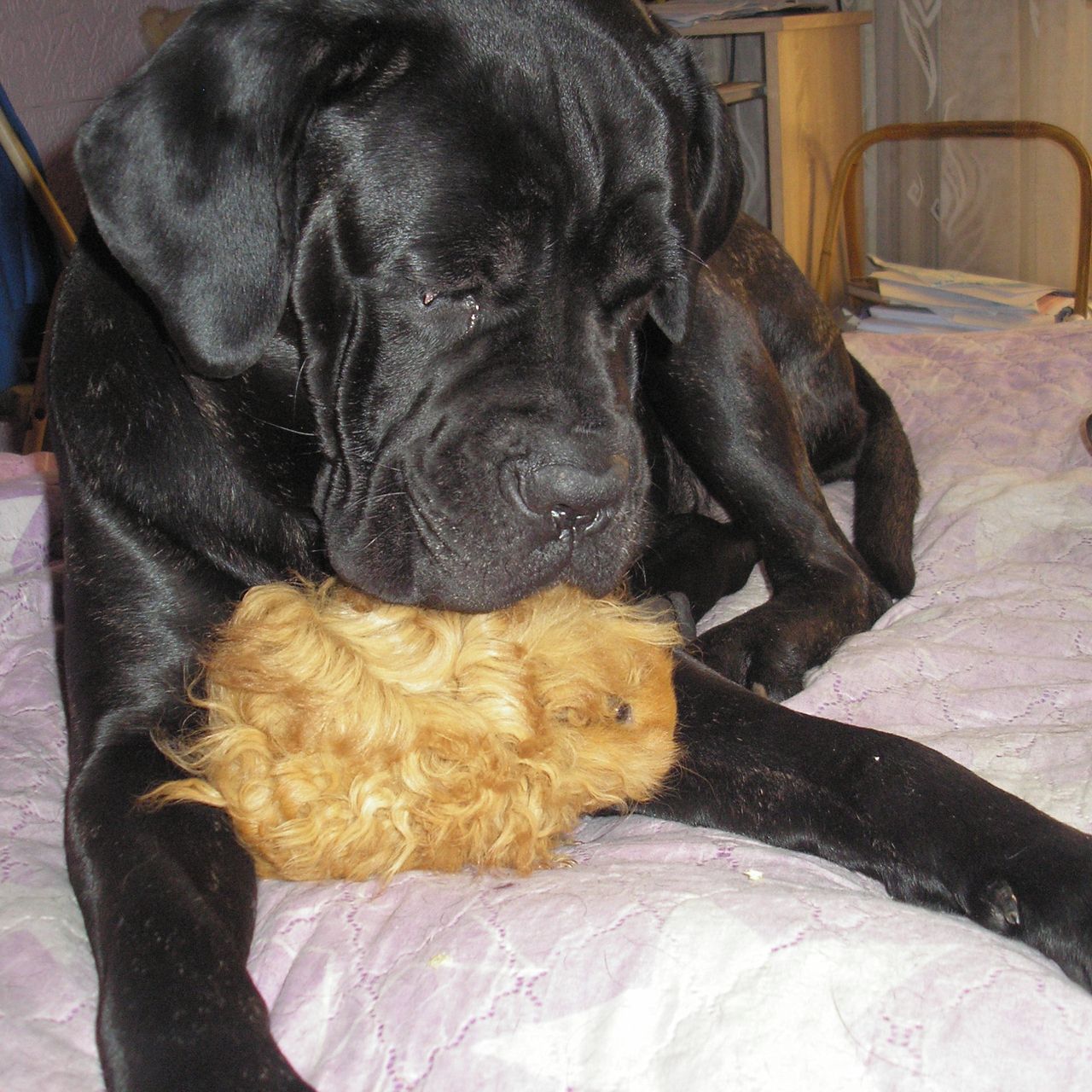 Soutěžní fotografie - Cora,  Ostatní