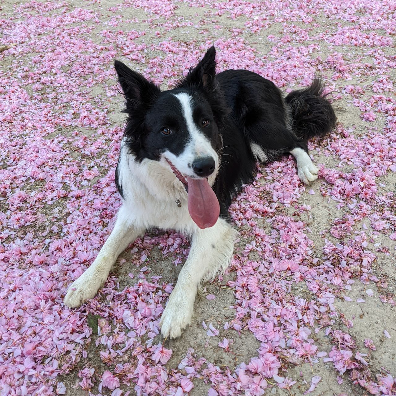 Soutěžní fotografie - Amálka,  Border kolie