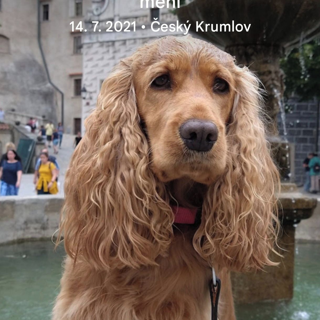 Soutěžní fotografie - Roxik,  Anglický kokršpaněl