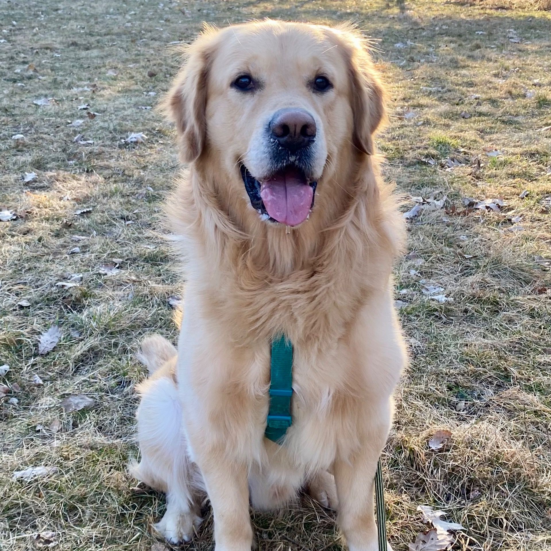 Soutěžní fotografie - Sajmon,  Zlatý retriever