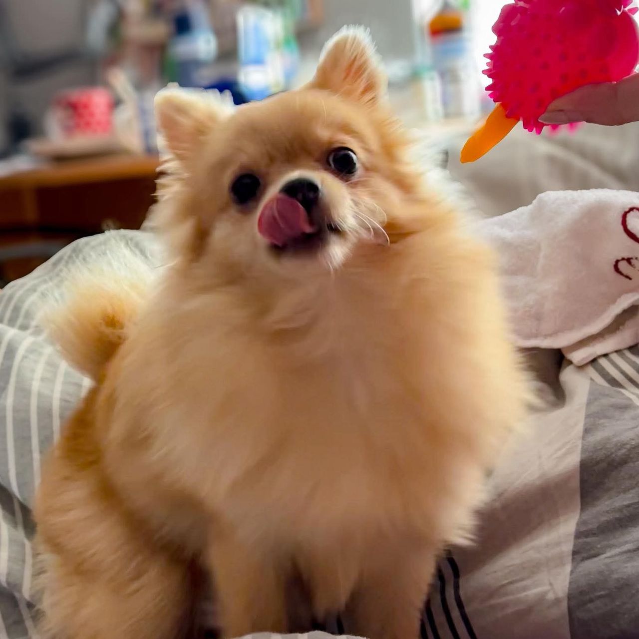 Soutěžní fotografie - Meggie,  Německý špic malý