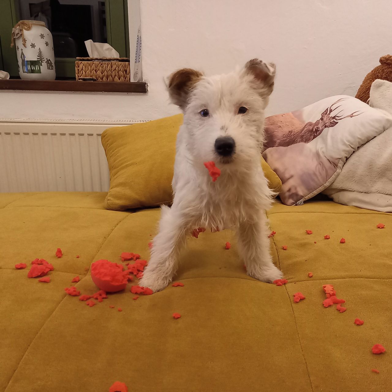 Soutěžní fotografie - Milla,  Jack Russell Teriér