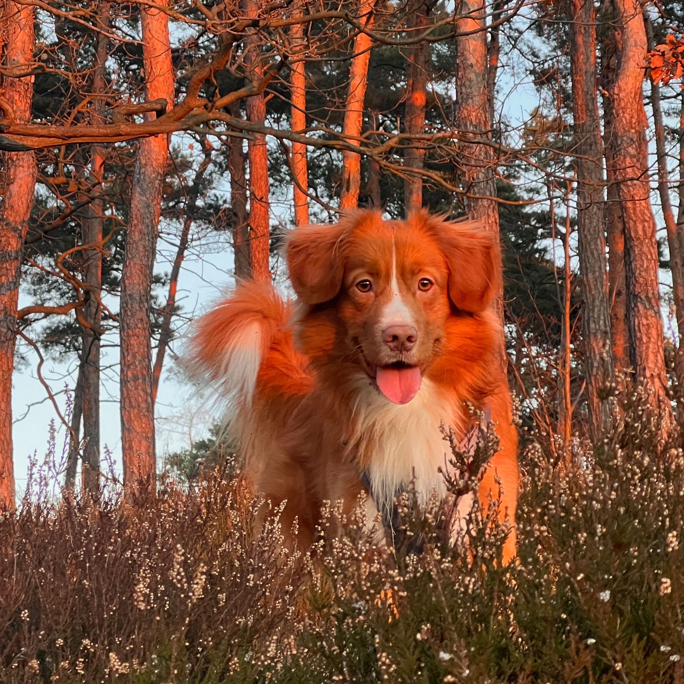 Soutěžní fotografie - Rony,  Nova Scotia Duck Tolling Retriever