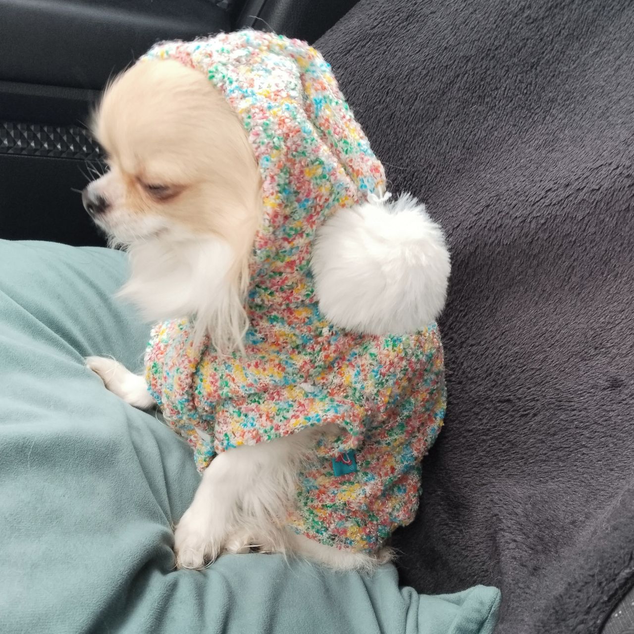 Soutěžní fotografie - Ross Geller,  Čivava