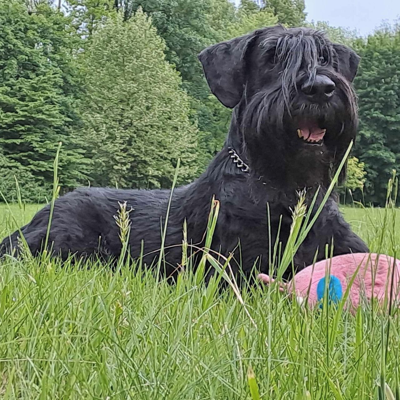 Soutěžní fotografie - Azrael Rovelis,  Knírač velký