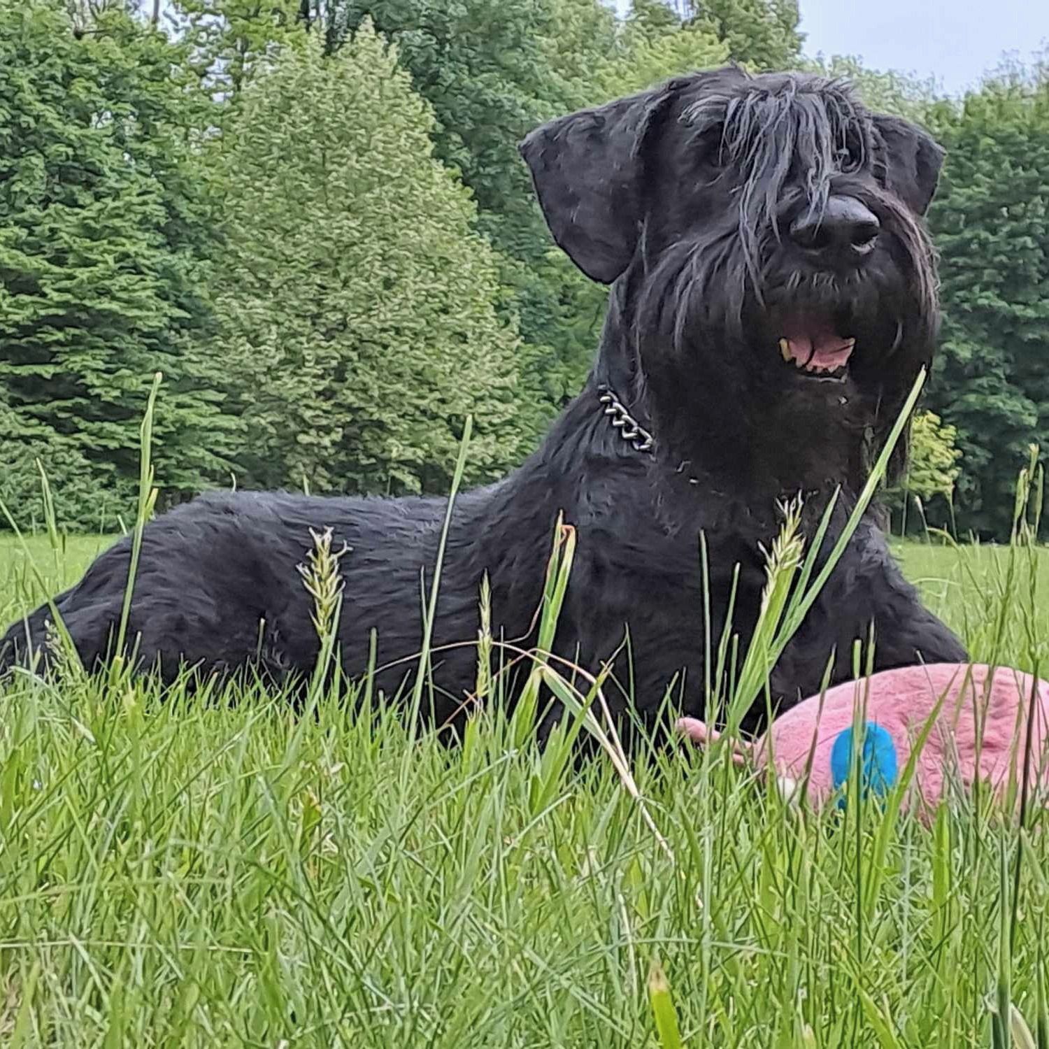 Soutěžní fotografie - Azrael Rovelis,  Knírač velký