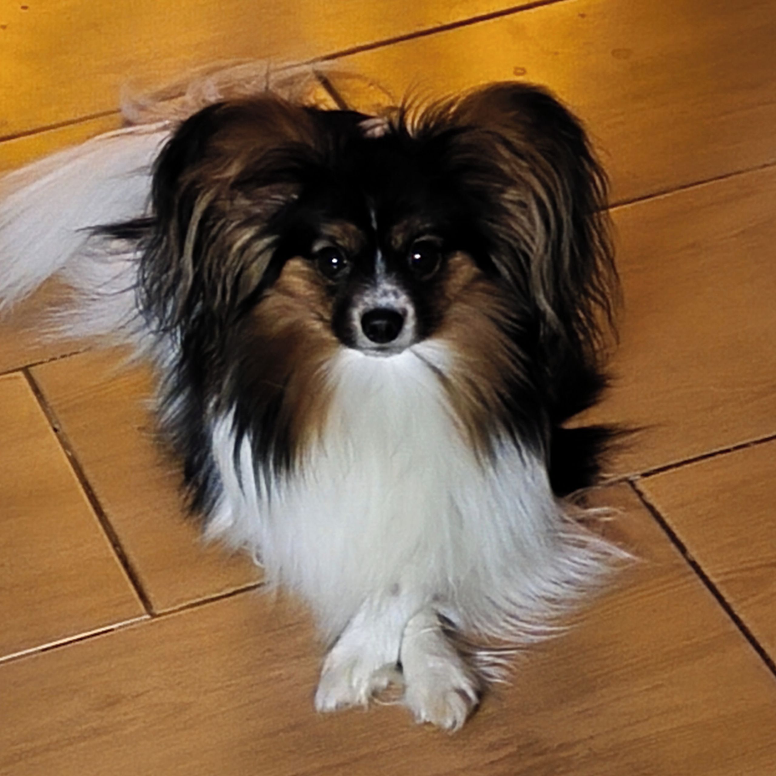 Soutěžní fotografie - Lupin,  Papillon