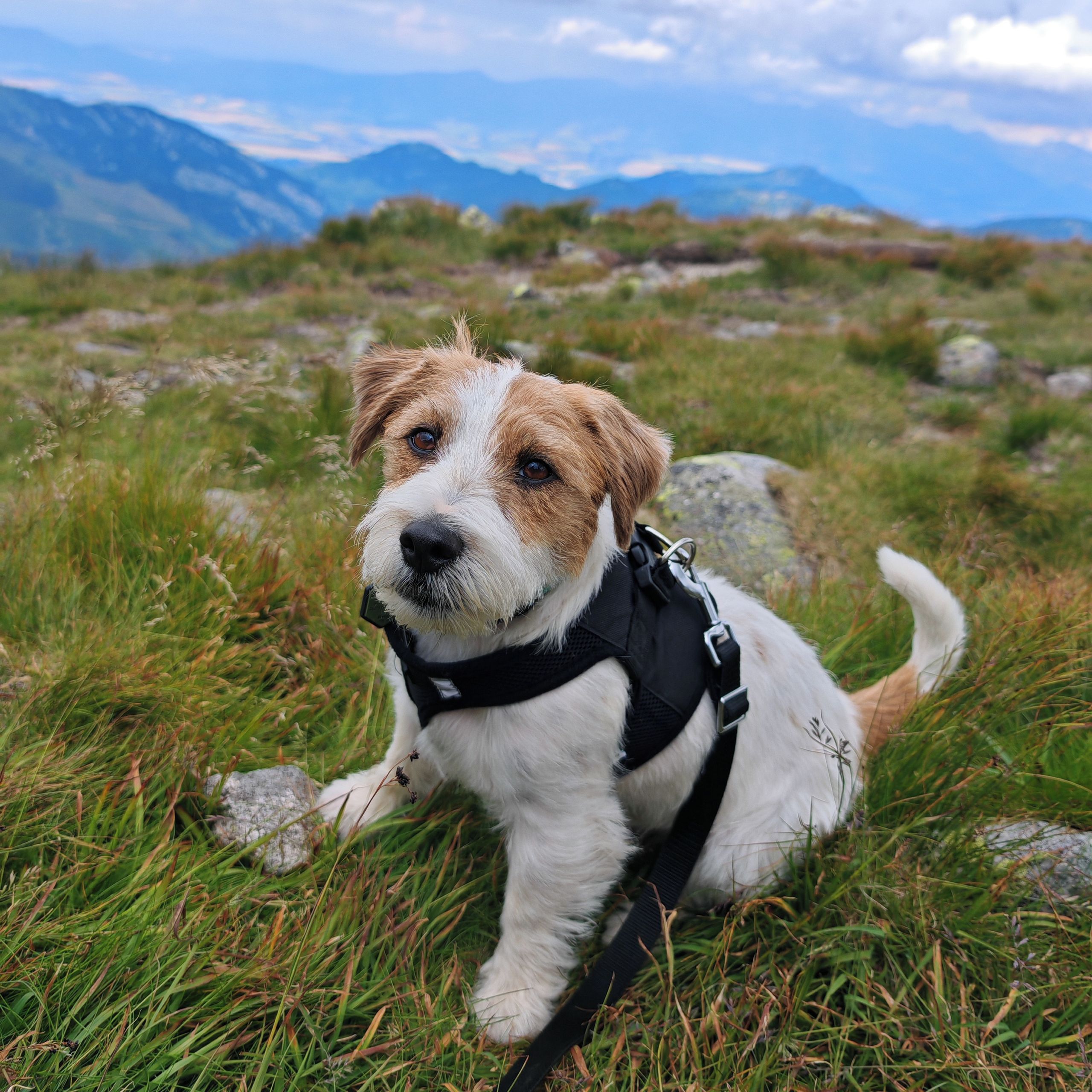Soutěžní fotografie - Percy,  Jack Russell Teriér