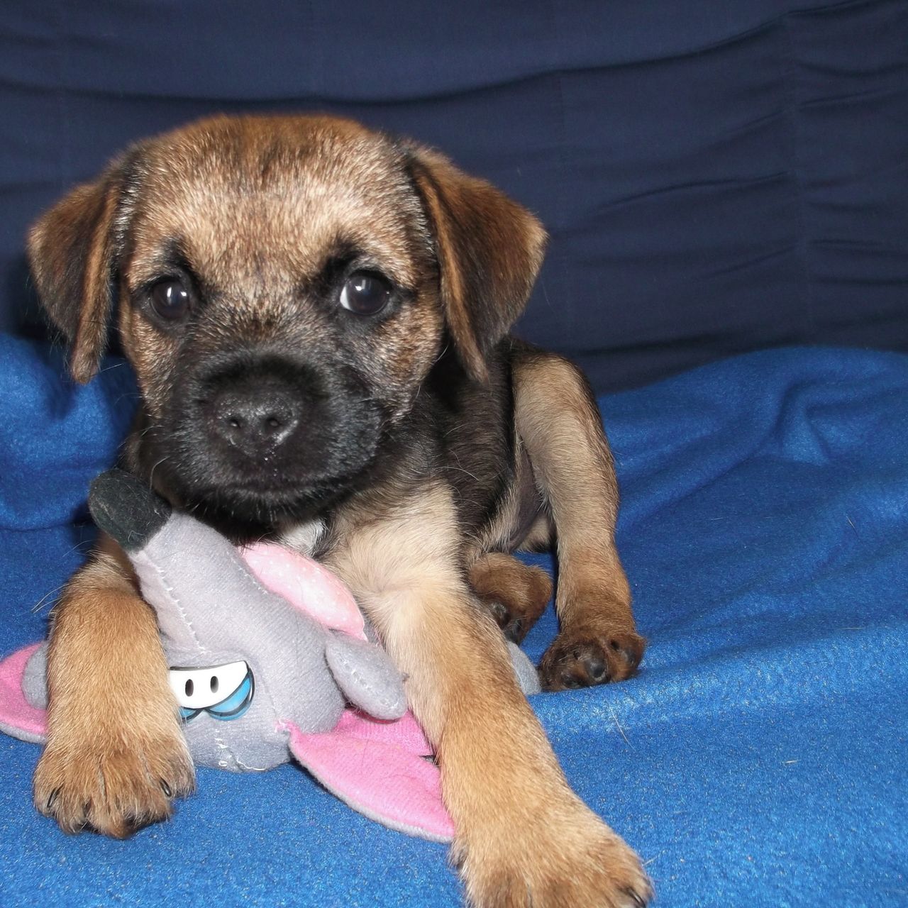 Soutěžní fotografie - Sunny,  Border terier