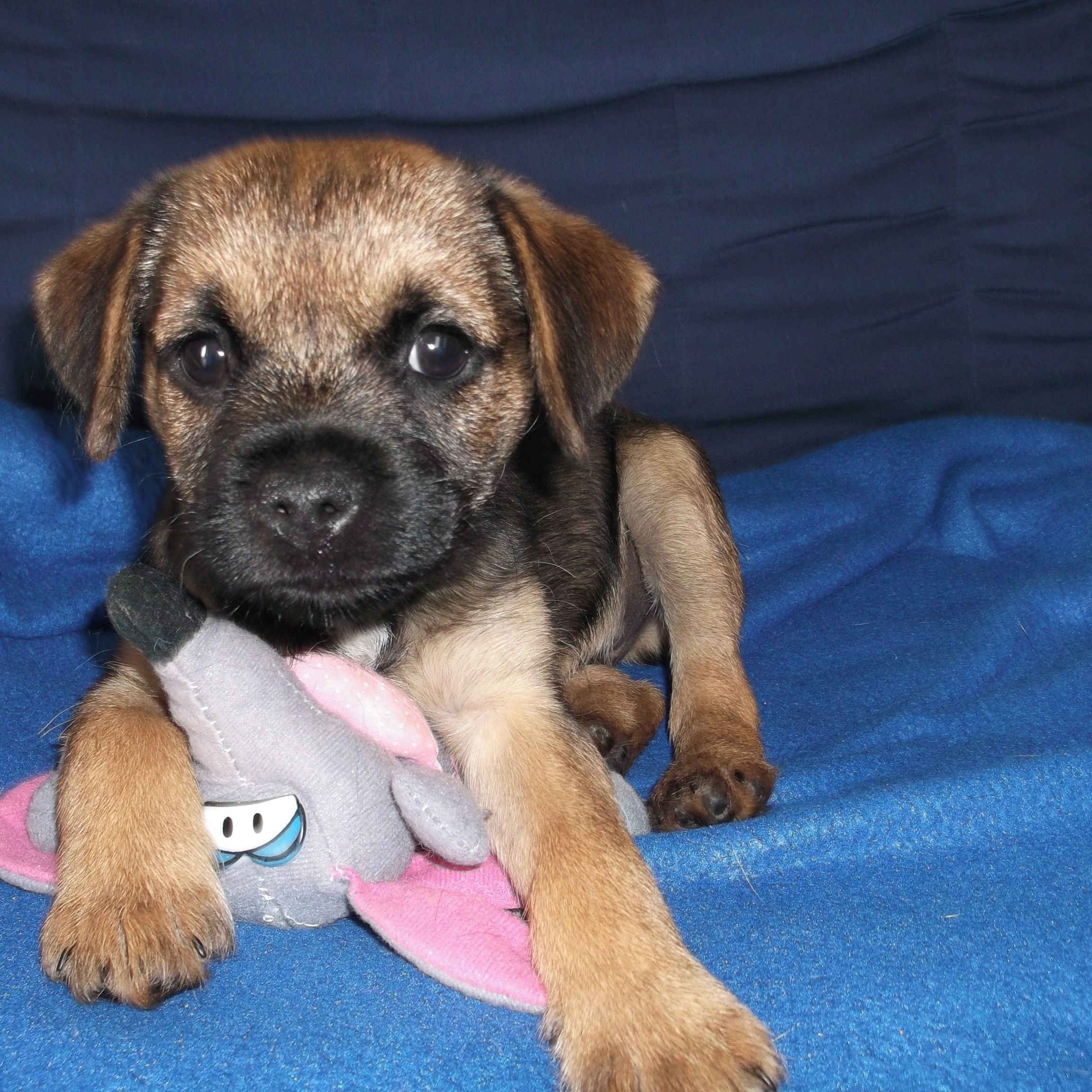 Soutěžní fotografie - Sunny,  Border terier