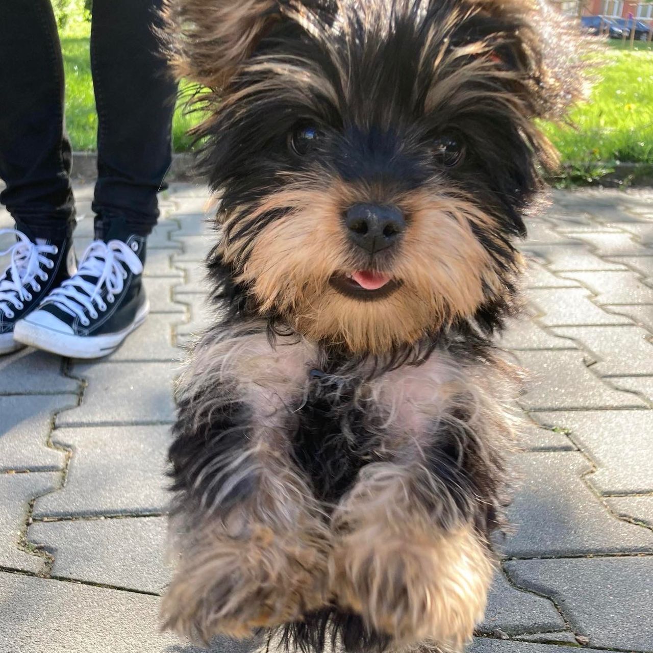 Soutěžní fotografie - Monty,  Yorkšírský terier