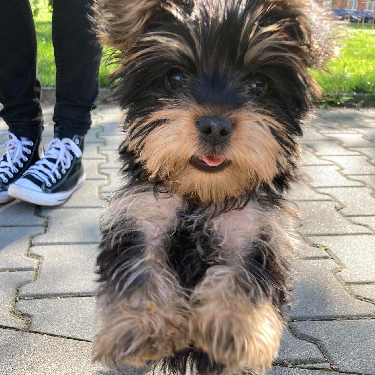 Soutěžní fotografie - Monty,  Yorkšírský terier