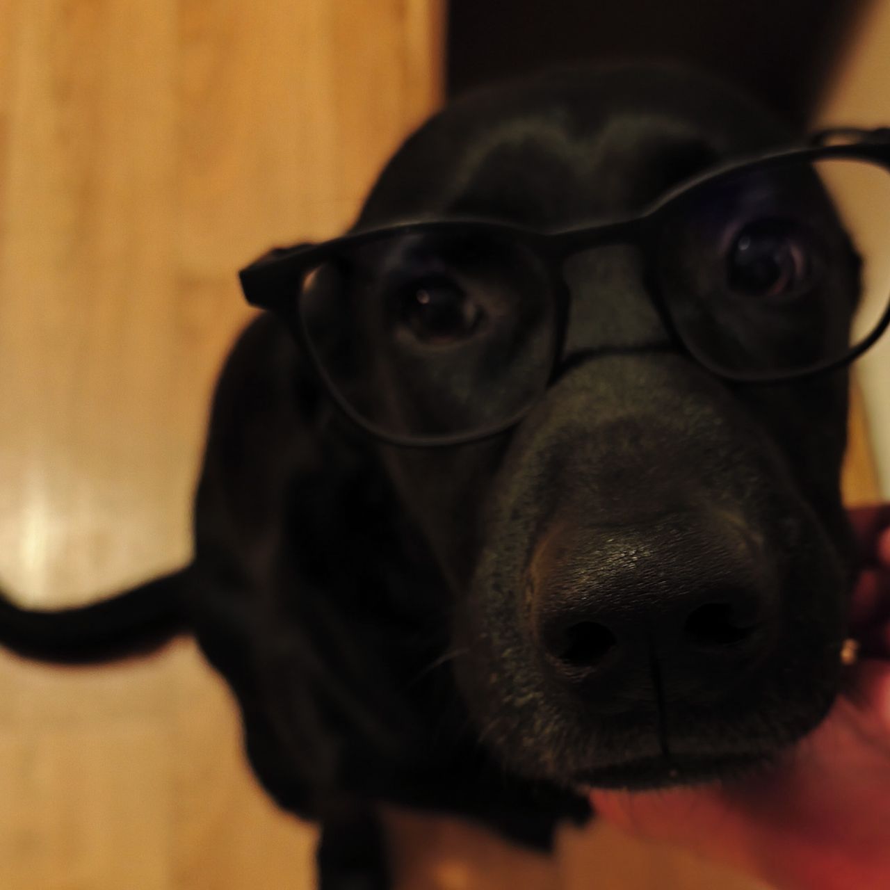 Soutěžní fotografie - Axl,  Labradorský retriever