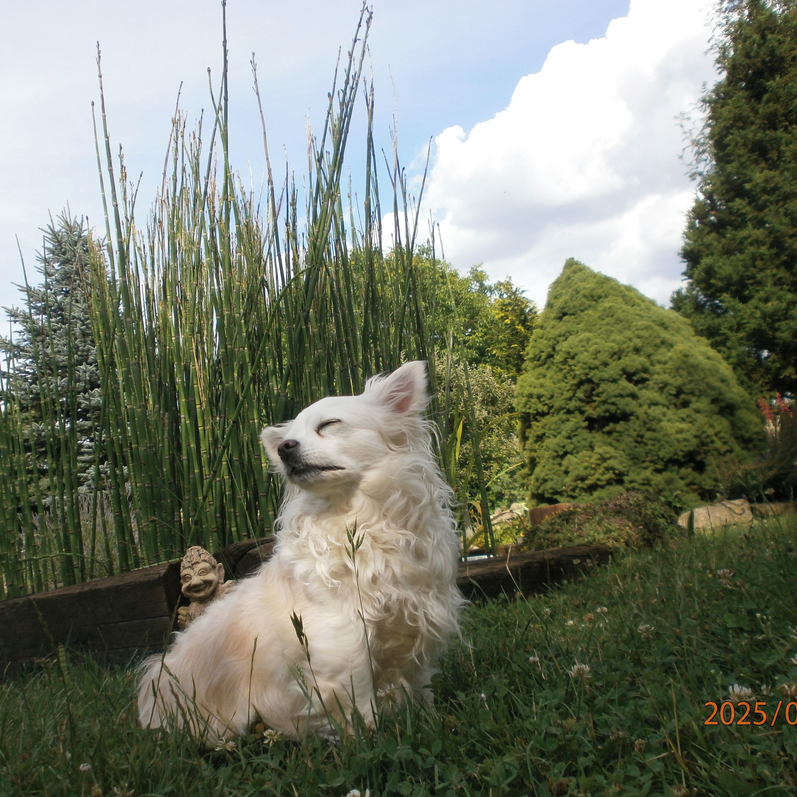 Soutěžní fotografie - Viktorie Králová,  Čivava dlouhosrstá