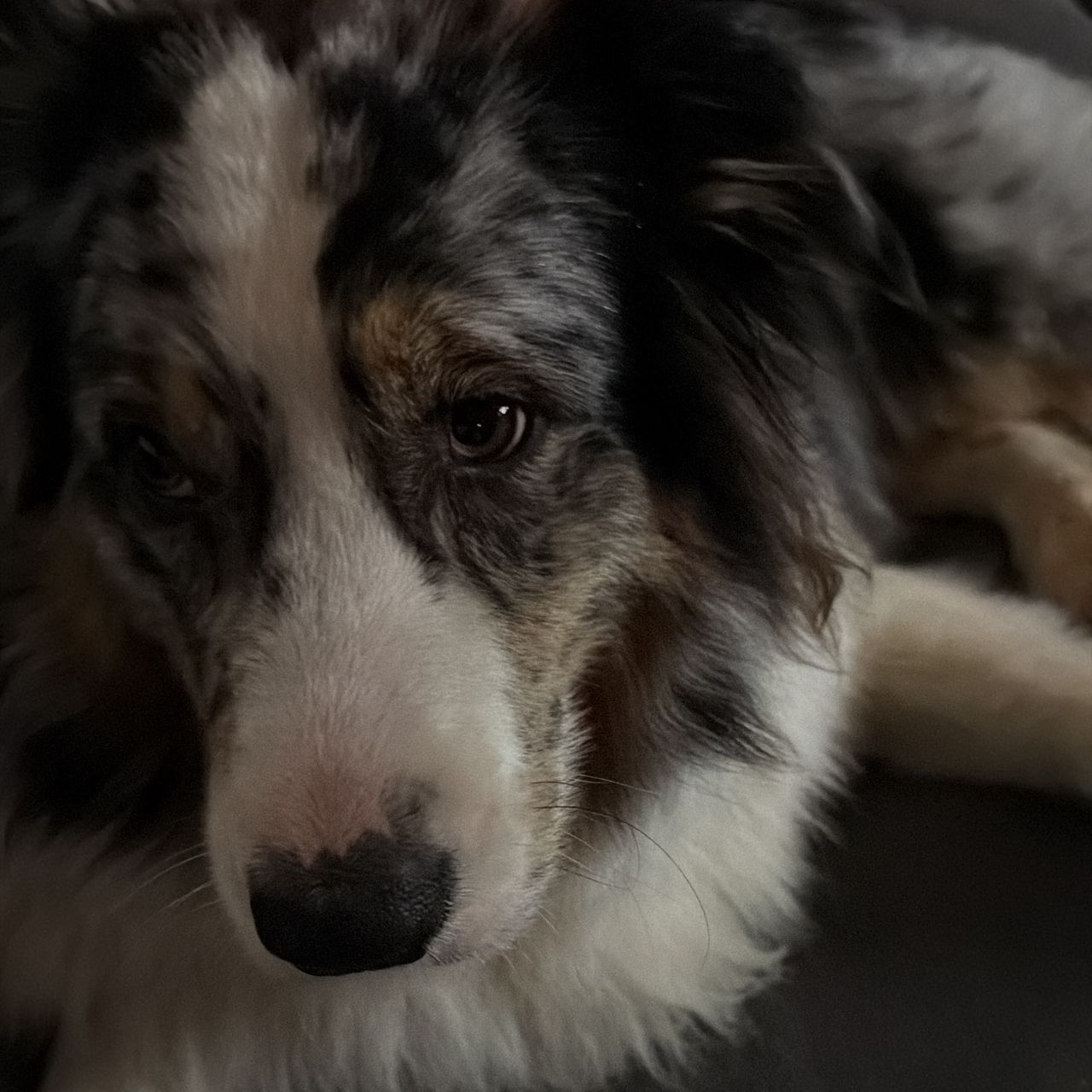 Soutěžní fotografie - Grace,  Australský ovčák