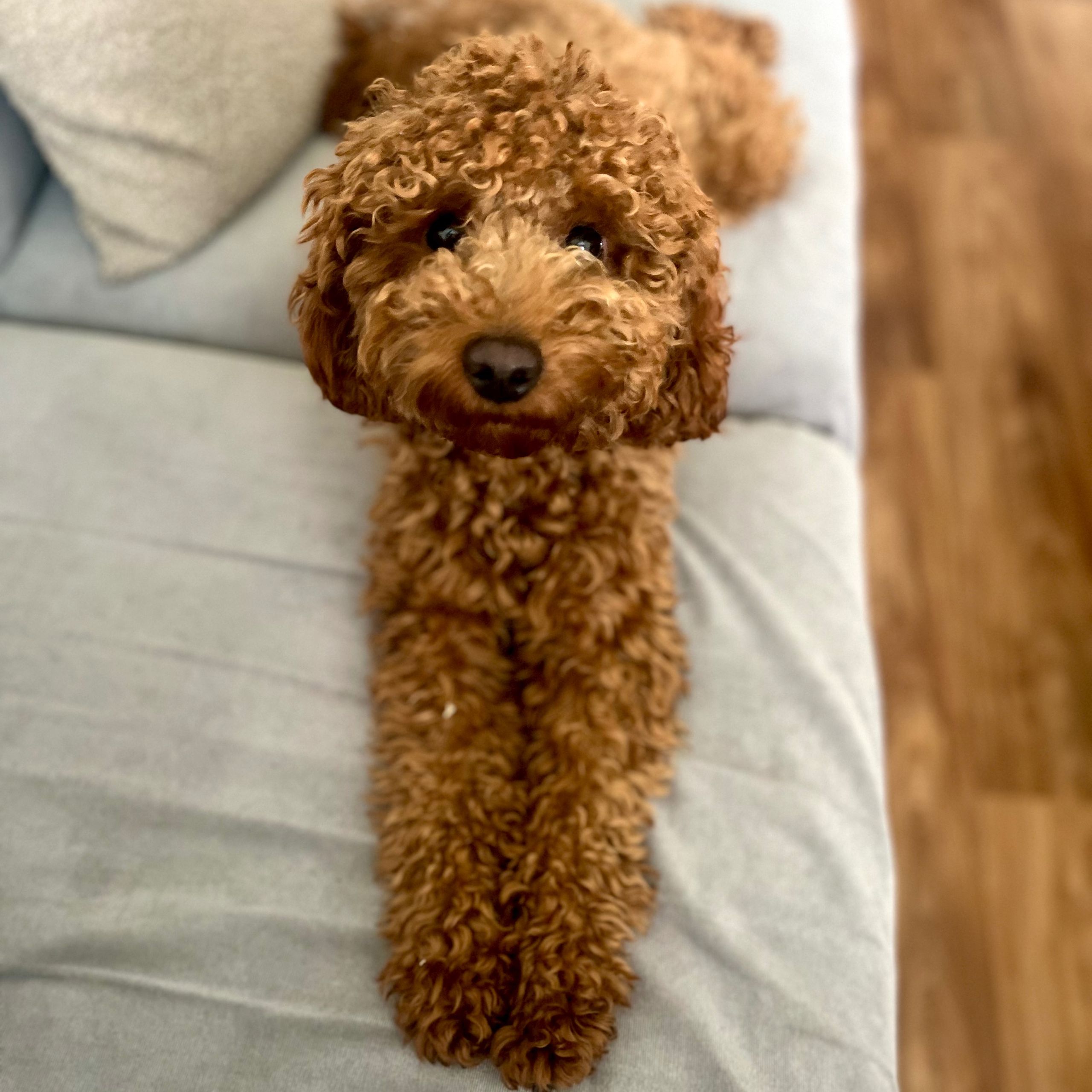 Soutěžní fotografie - Tommy,  Pudl