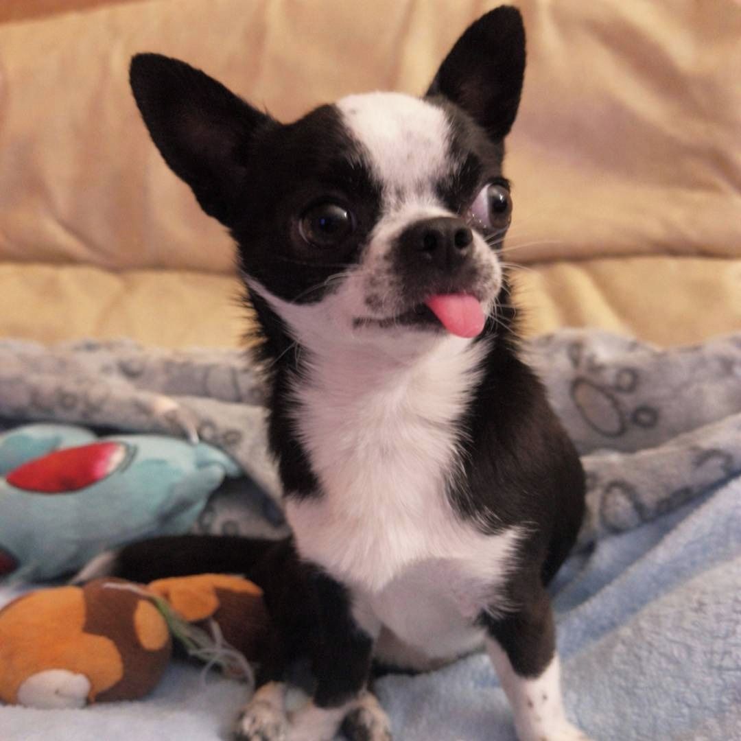 Soutěžní fotografie - Maxík,  Čivava