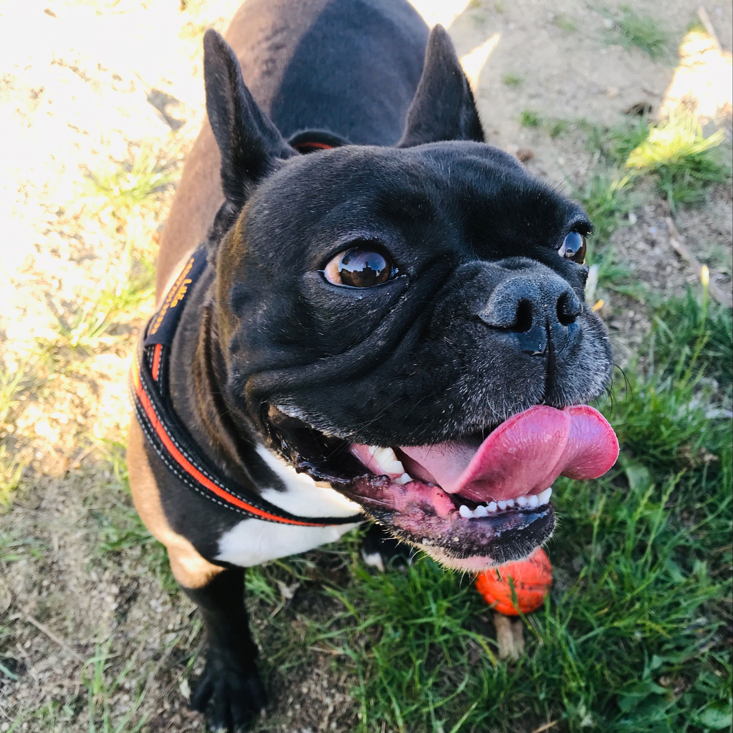 Soutěžní fotografie - Lilča,  Francouzský buldoček