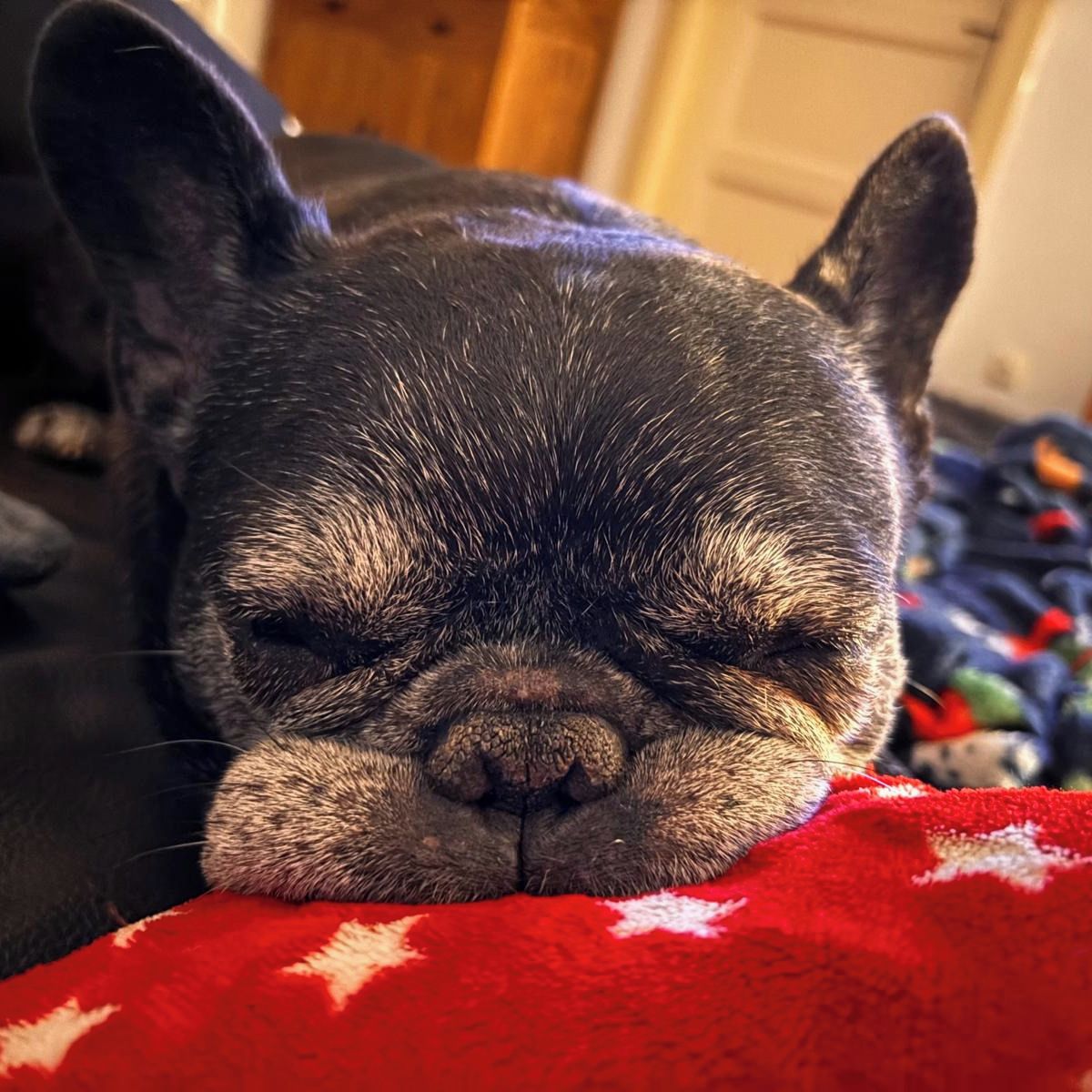 Soutěžní fotografie - Hugo,  Francouzský buldoček