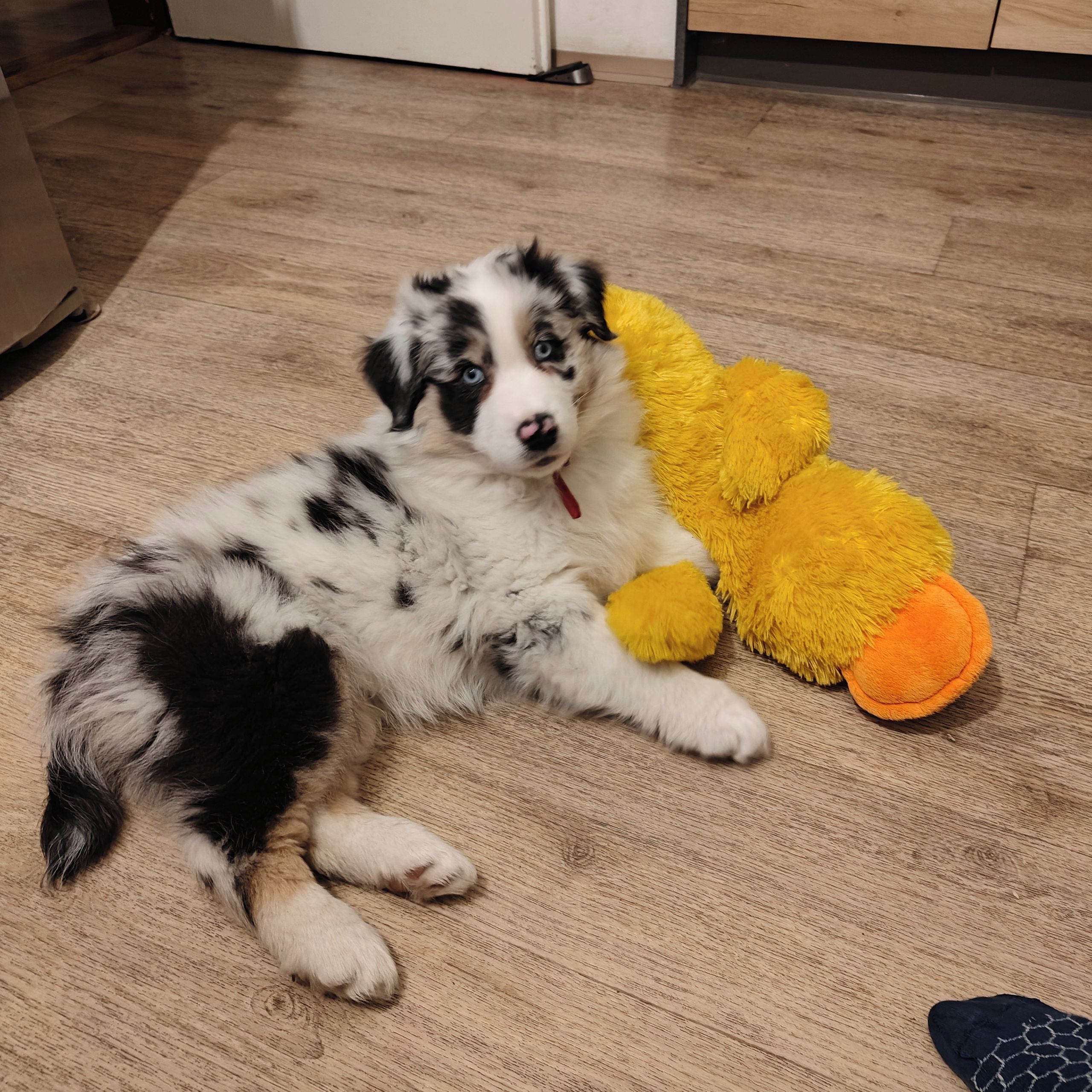 Soutěžní fotografie - Bailey,  Australský ovčák