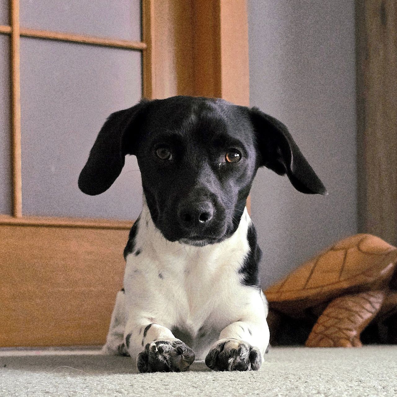 Soutěžní fotografie - Buddyánek,  Jack Russell Teriér