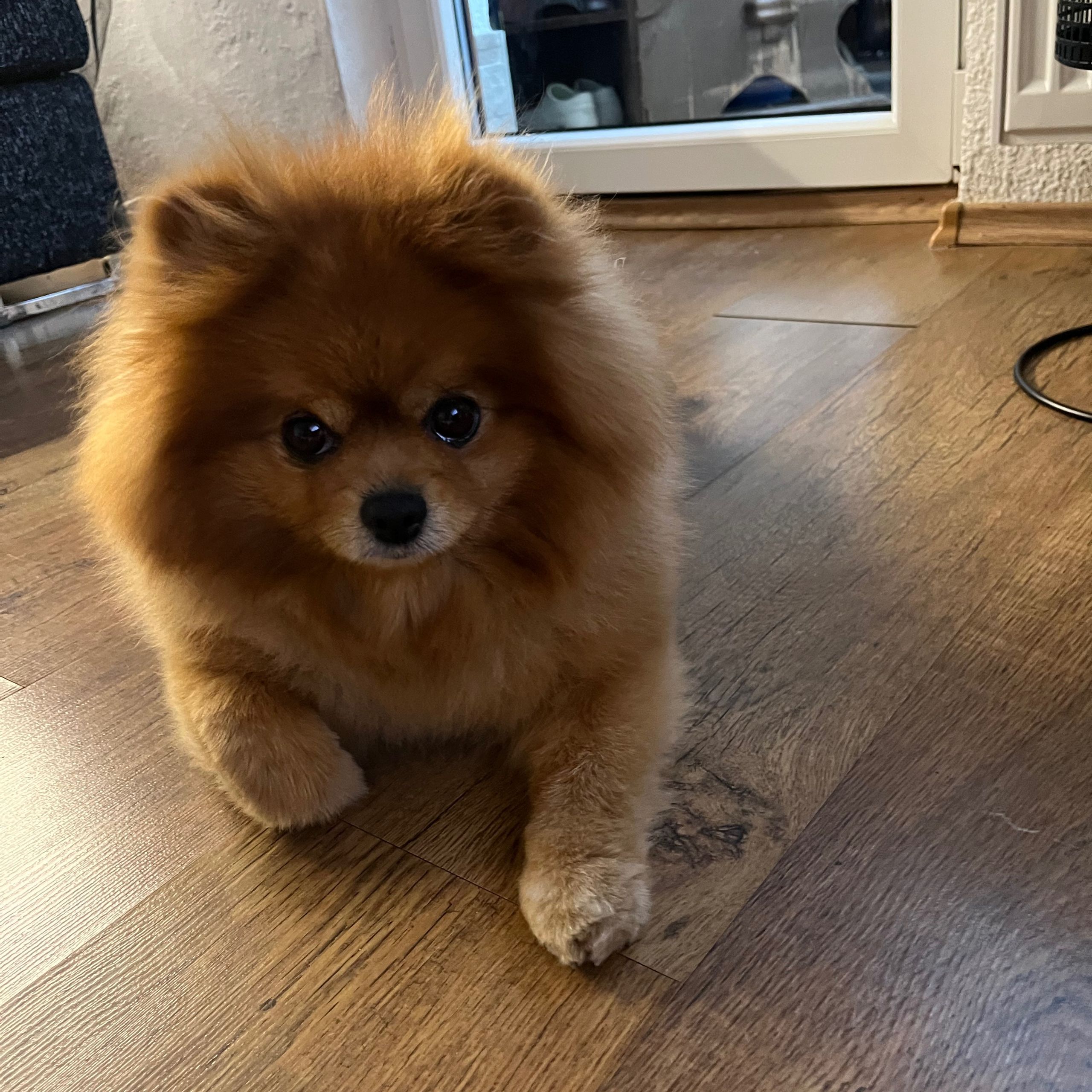 Soutěžní fotografie - Adélka,  Německý špic