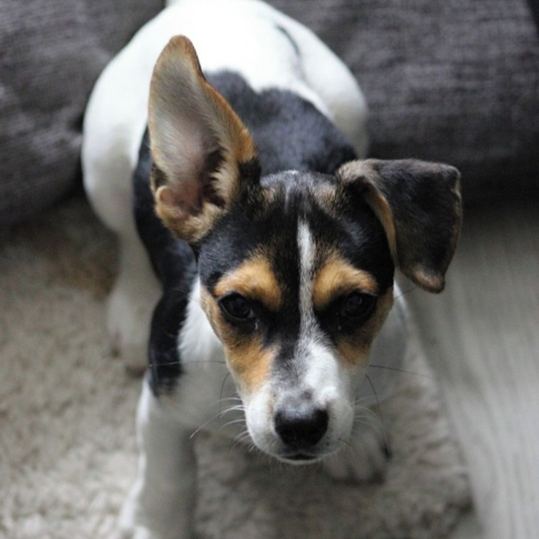 Soutěžní fotografie - Bonninka,  Jack Russell Teriér