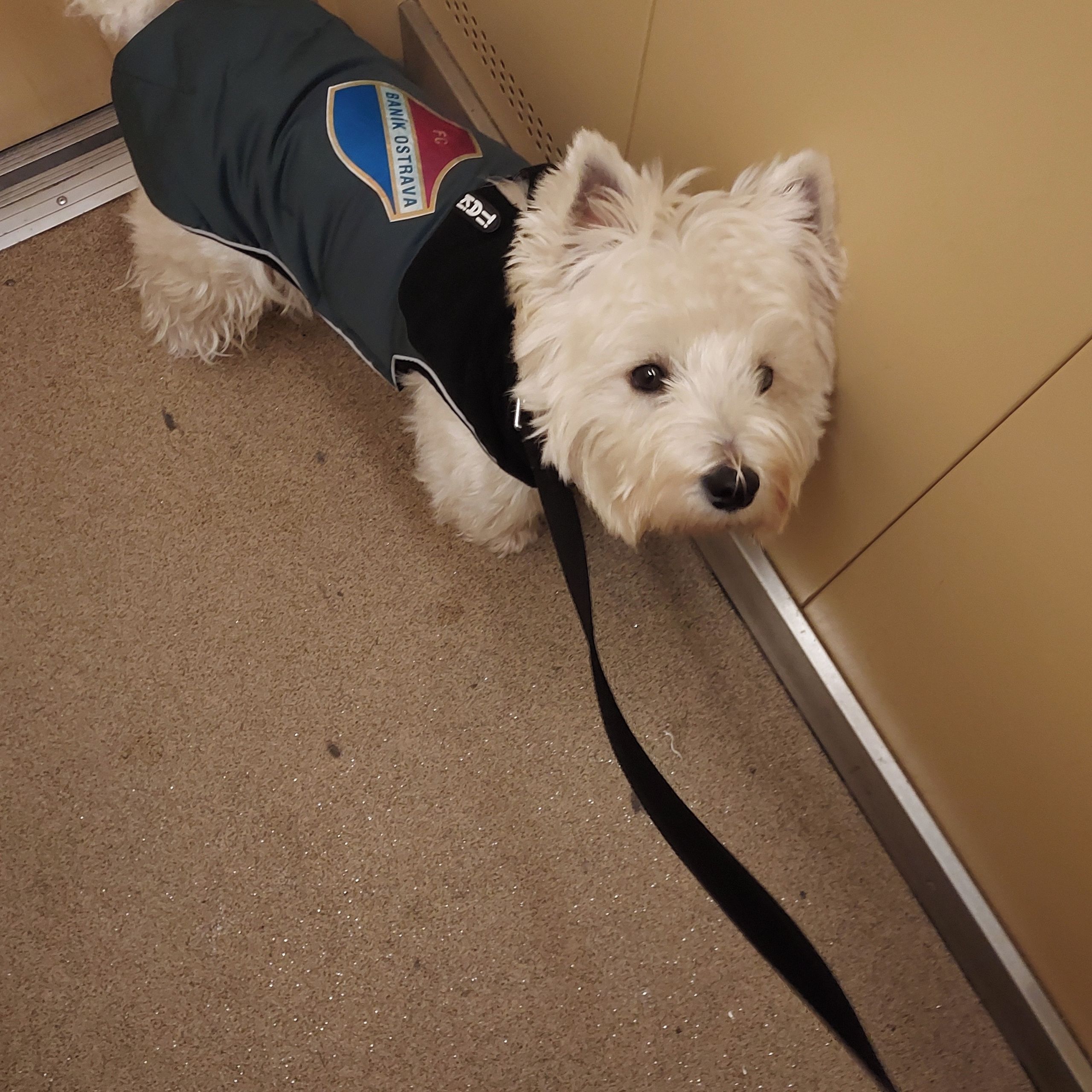 Soutěžní fotografie - Jimmy,  West Highland White Terrier