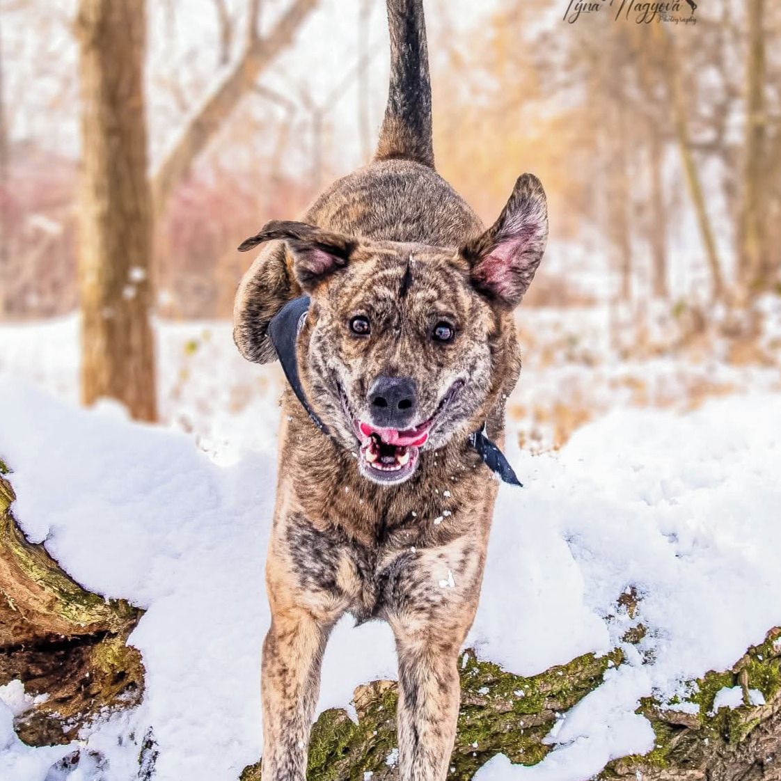 Soutěžní fotografie - Oskar,  Ostatní