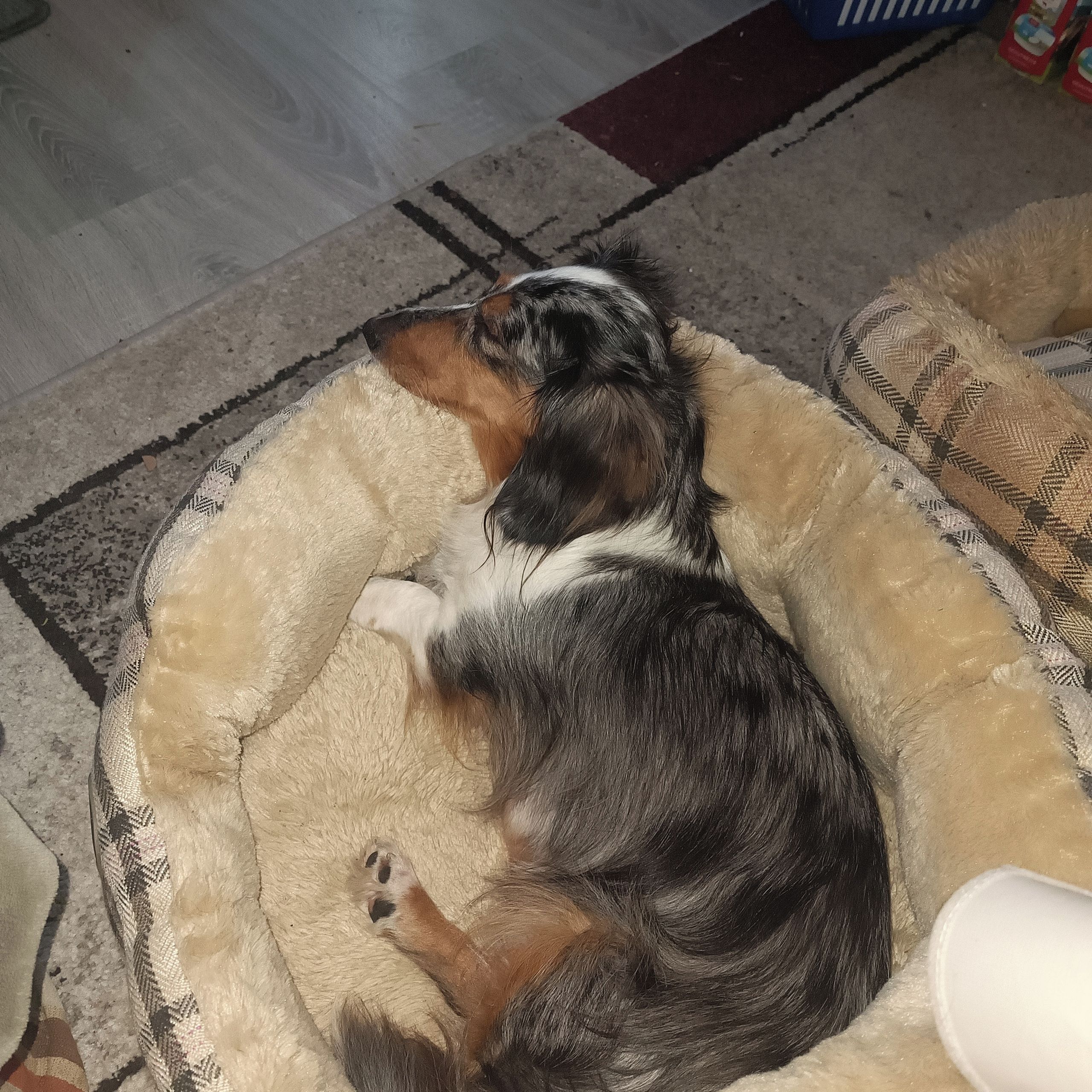 Soutěžní fotografie - Betty,  Jezevčík