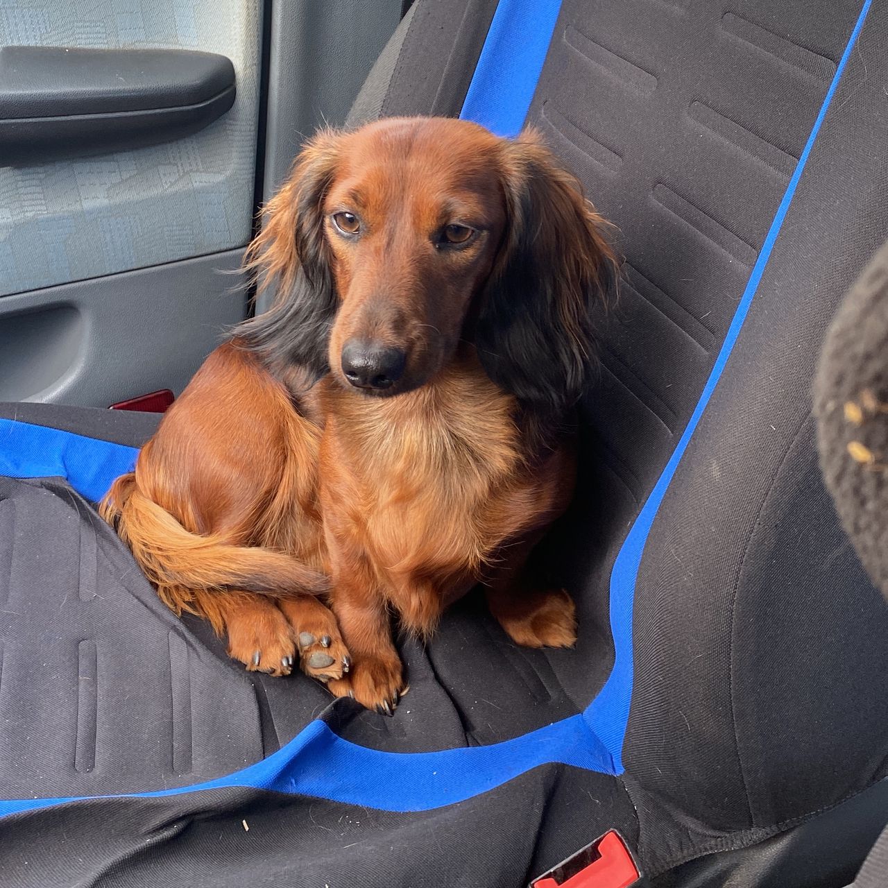 Soutěžní fotografie - Madelein, Majda,  Jezevčík