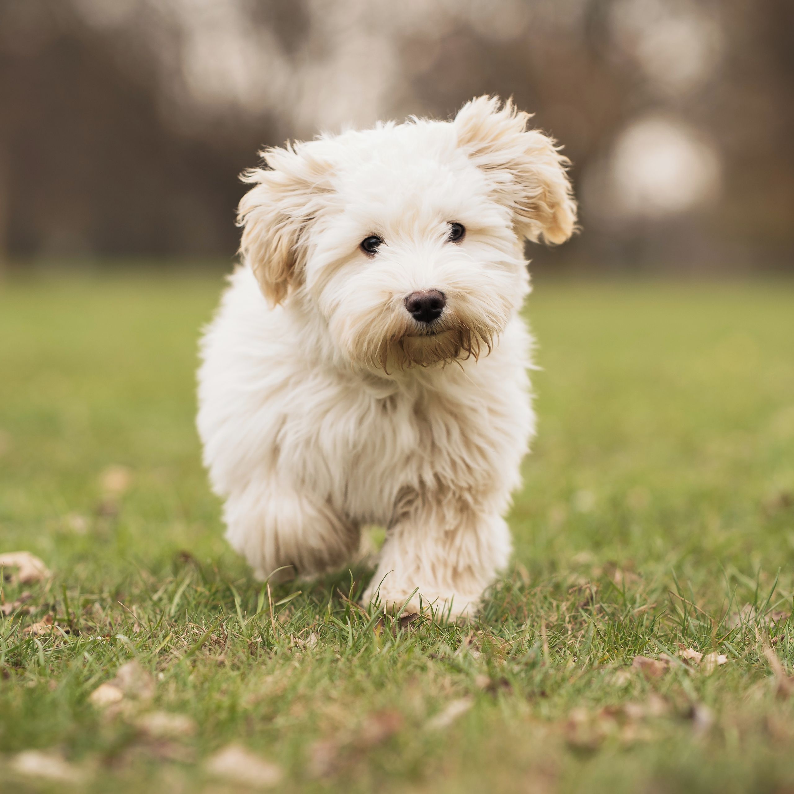 Soutěžní fotografie - Fík,  Havanský psík