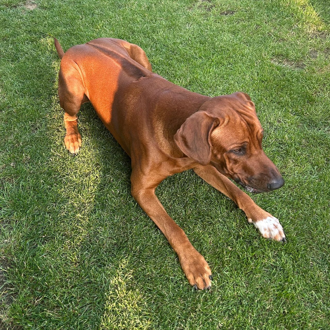 Soutěžní fotografie - Zuky,  Rhodéský ridgeback