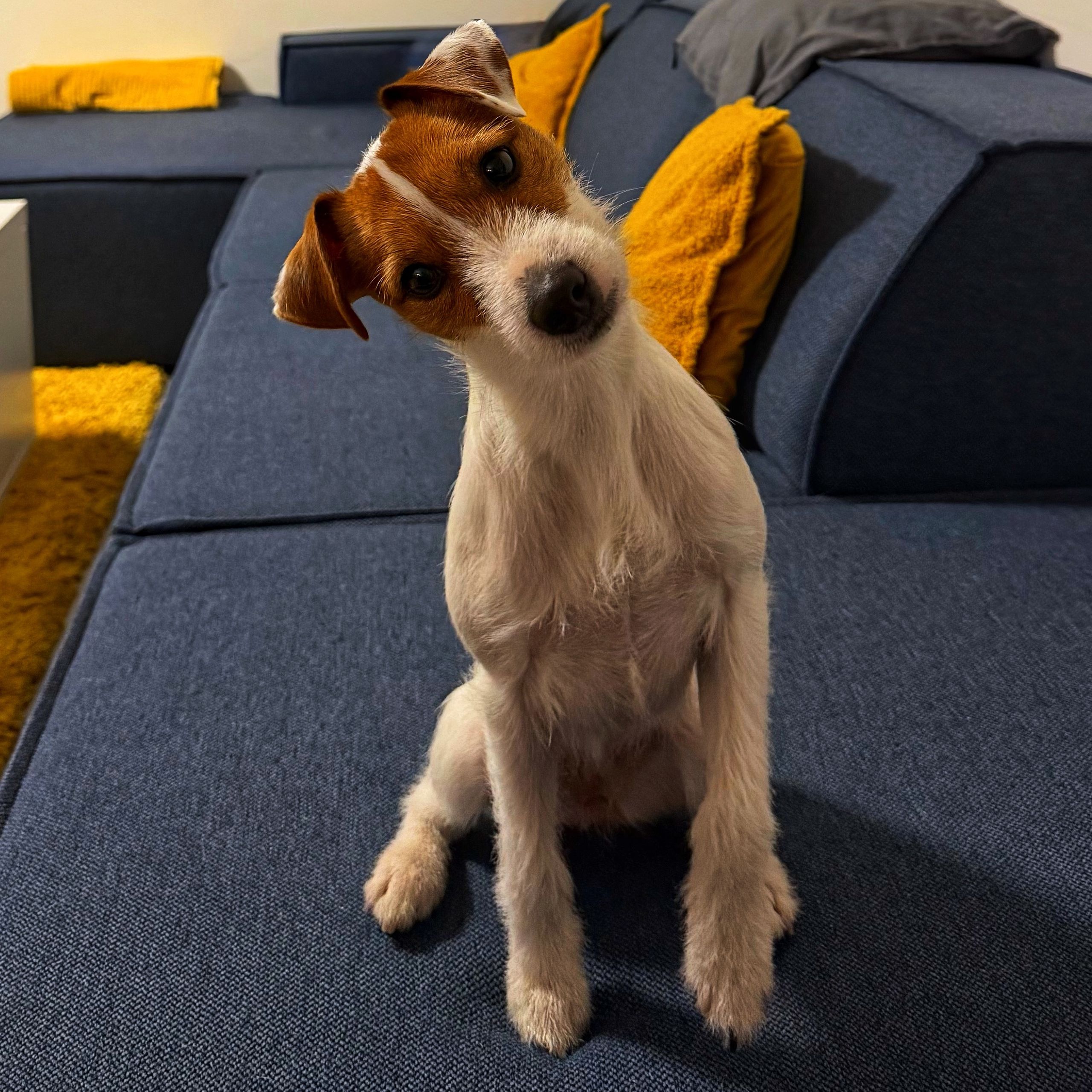 Soutěžní fotografie - Roxy,  Parson Russell Teriér