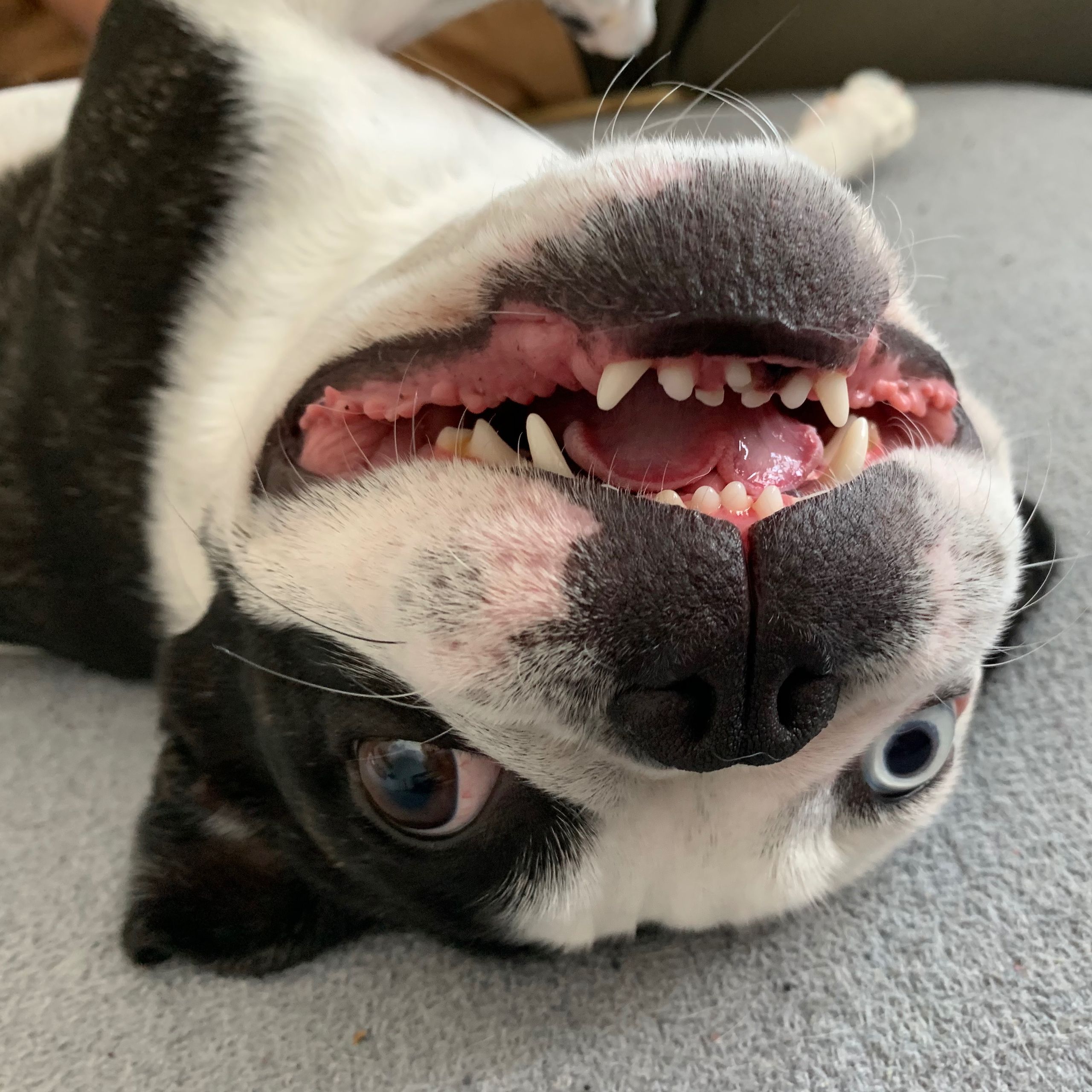 Soutěžní fotografie - Mia,  Francouzský buldoček