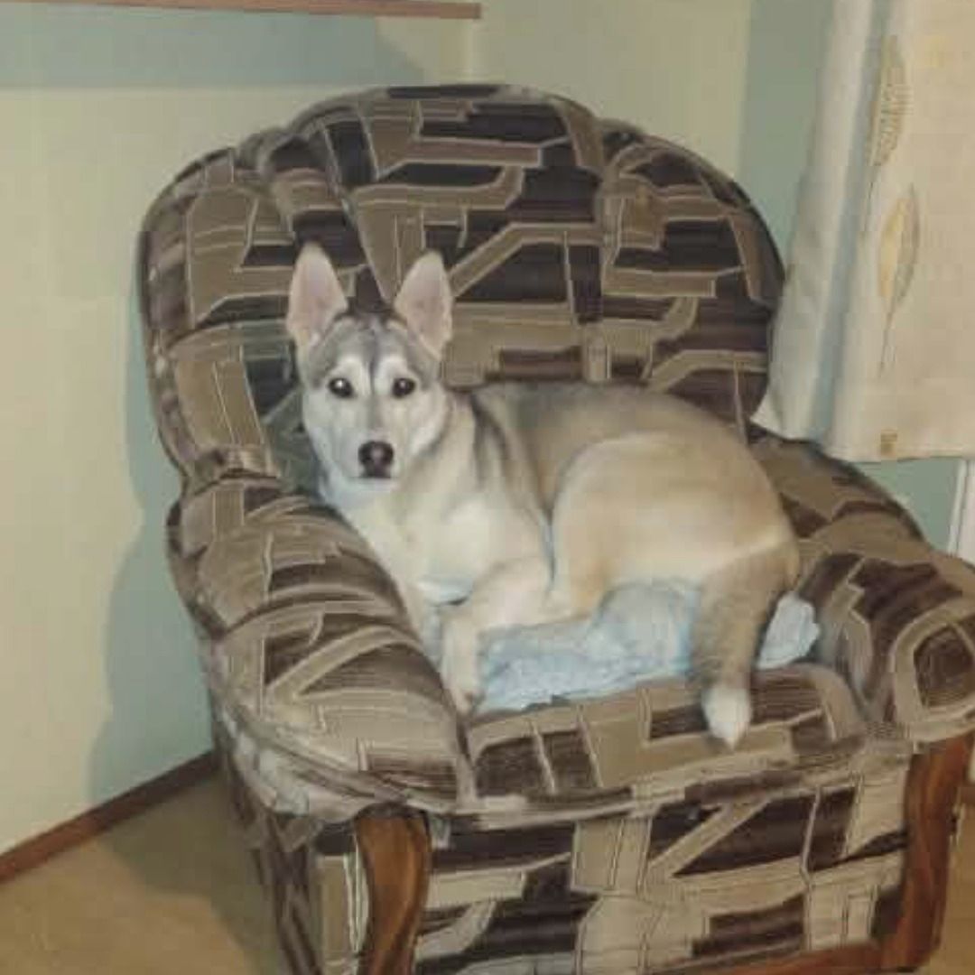 Soutěžní fotografie - Sofie,  Sibiřský husky