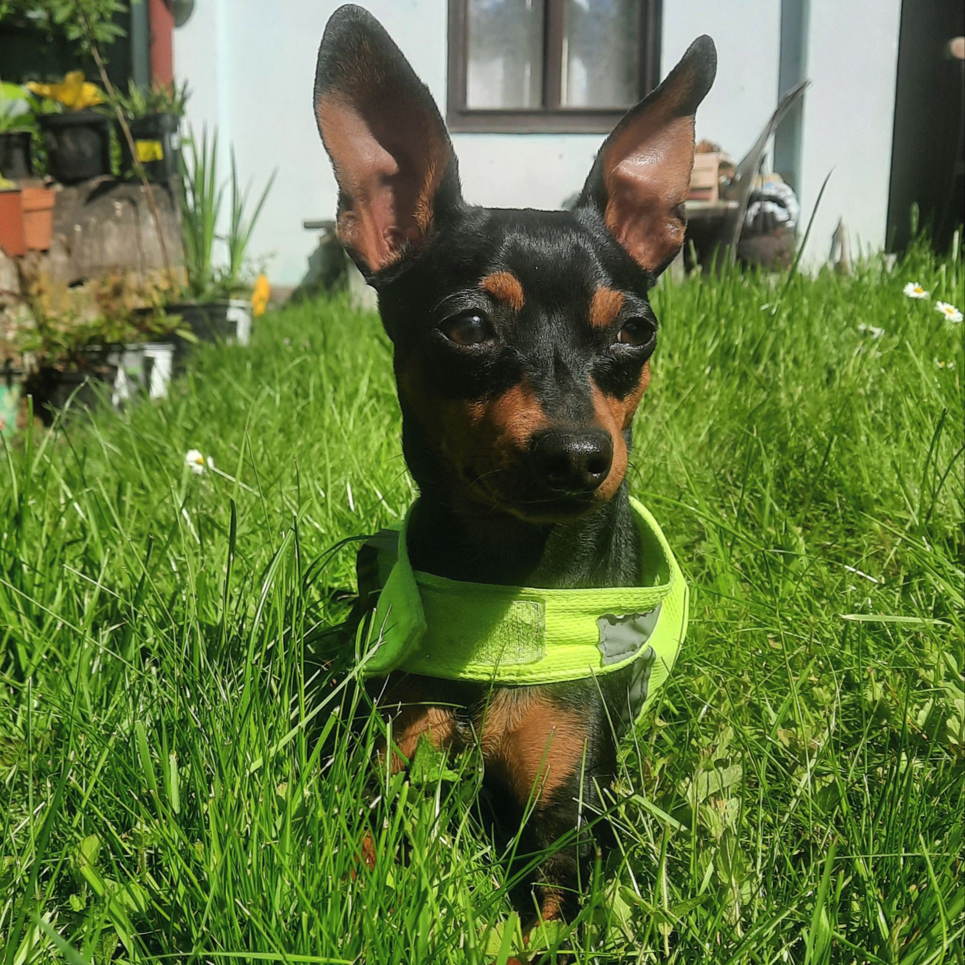 Soutěžní fotografie - Woody,  Trpasličí pinč