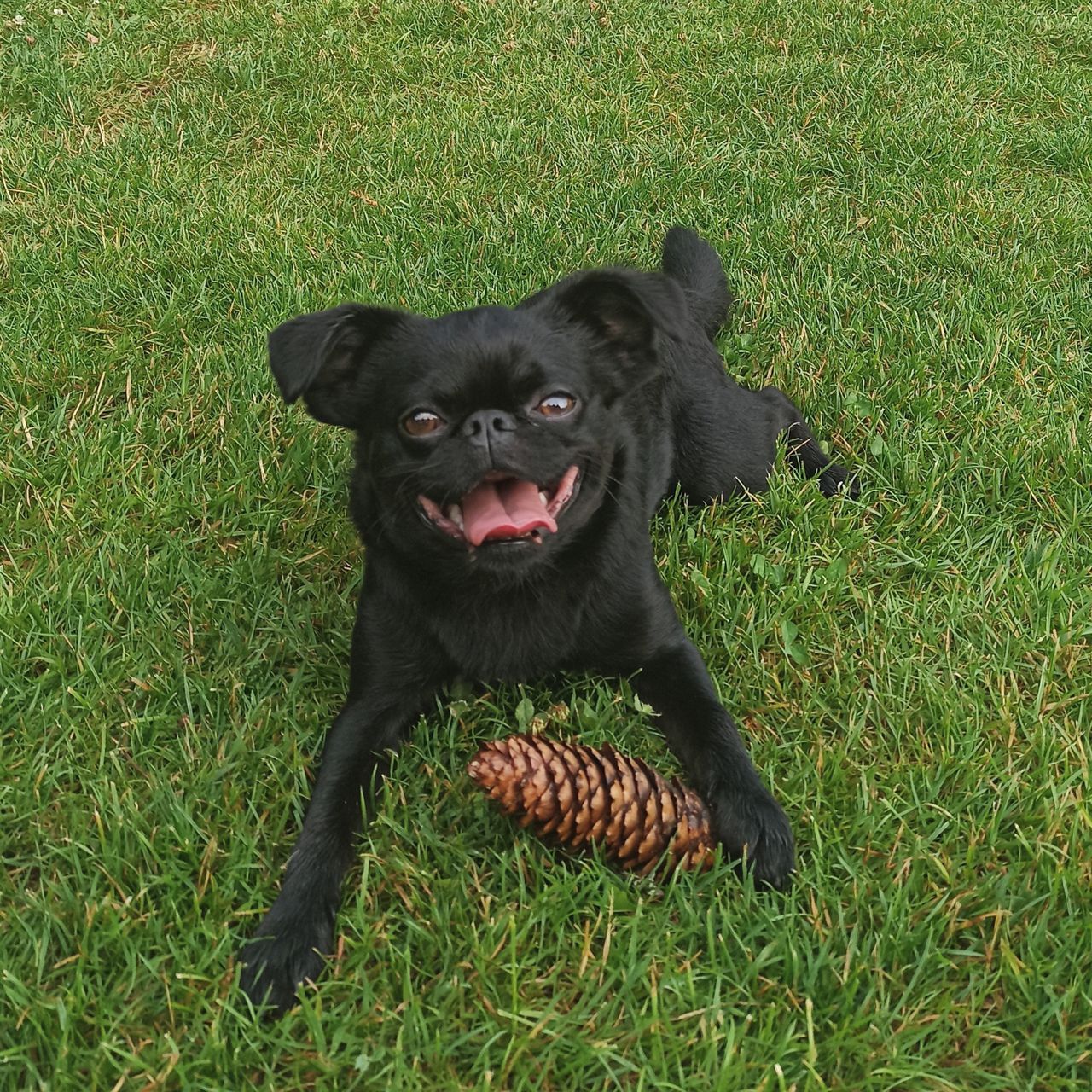 Soutěžní fotografie - Frank,  Brabantík Petit