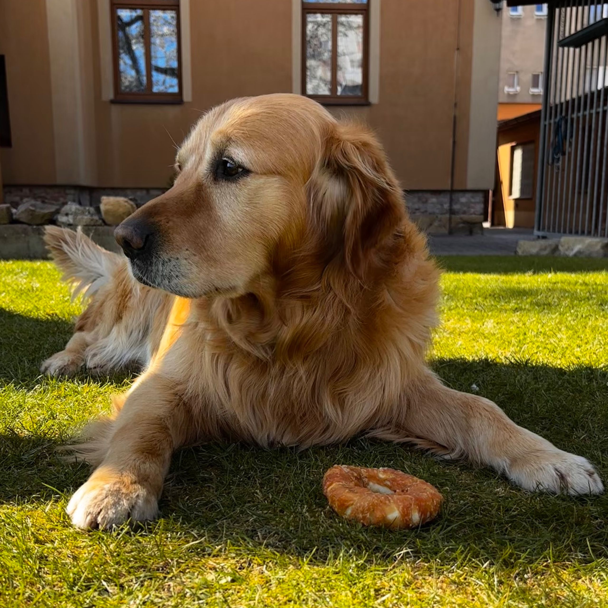 Soutěžní fotografie - Barney,  Zlatý retriever