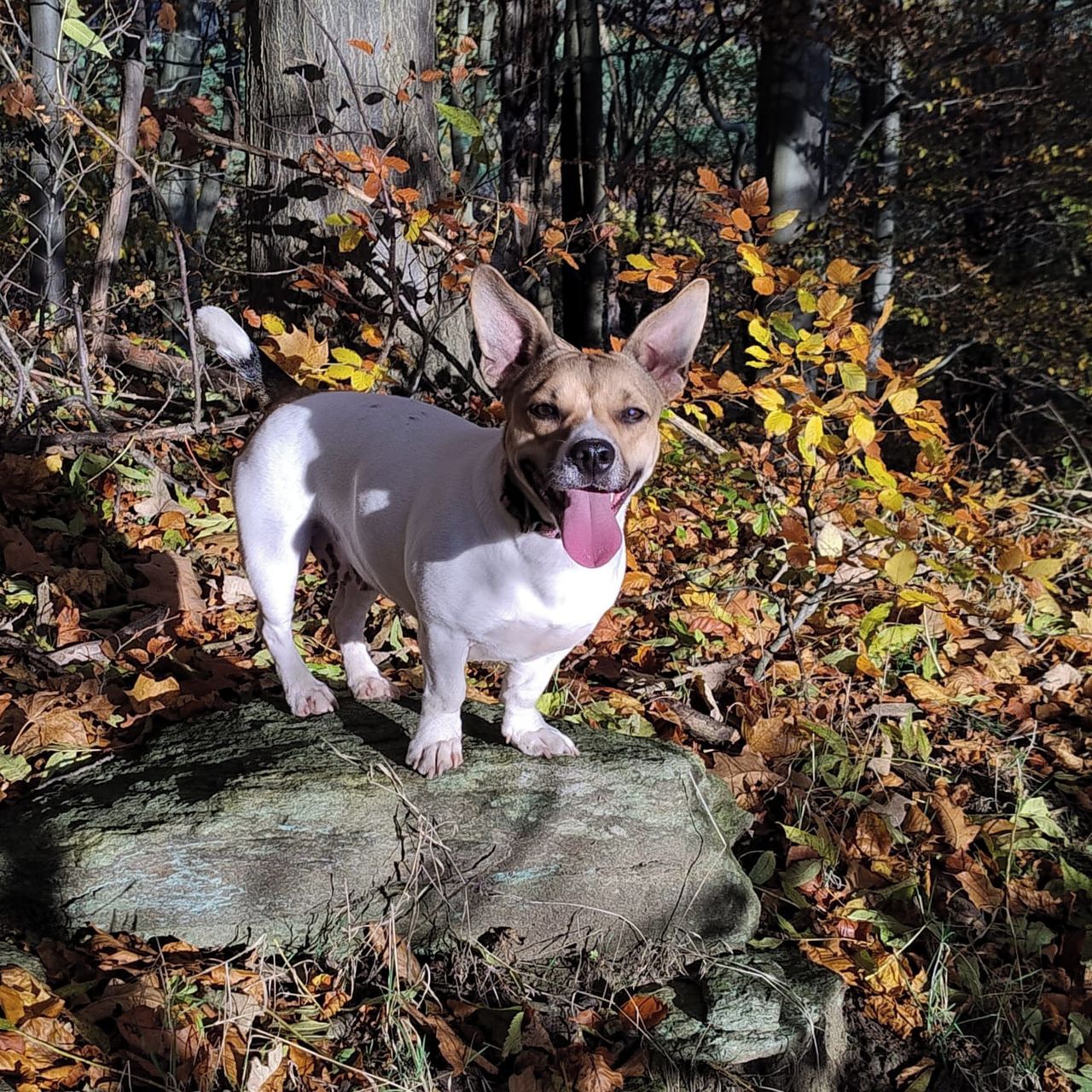 Soutěžní fotografie - Sissi,  Jack Russell Teriér