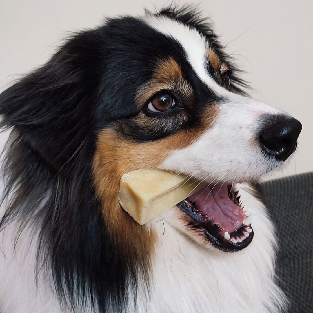Soutěžní fotografie - Angee,  Australský ovčák