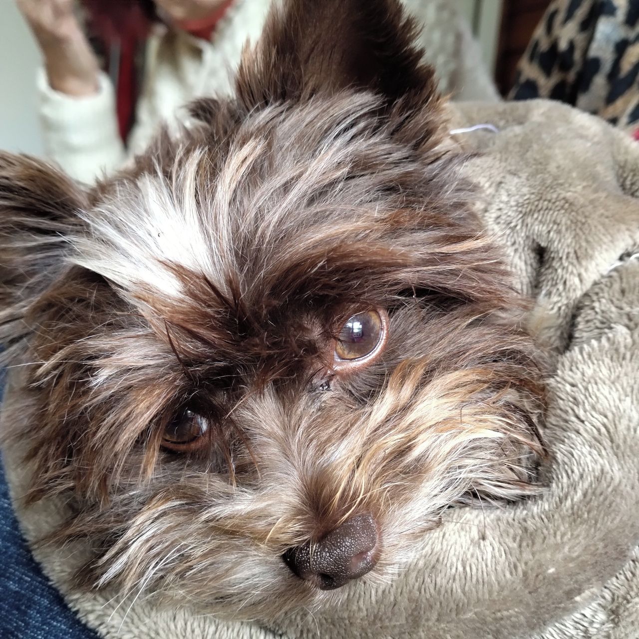 Soutěžní fotografie - Damián,  Yorkšírský terier