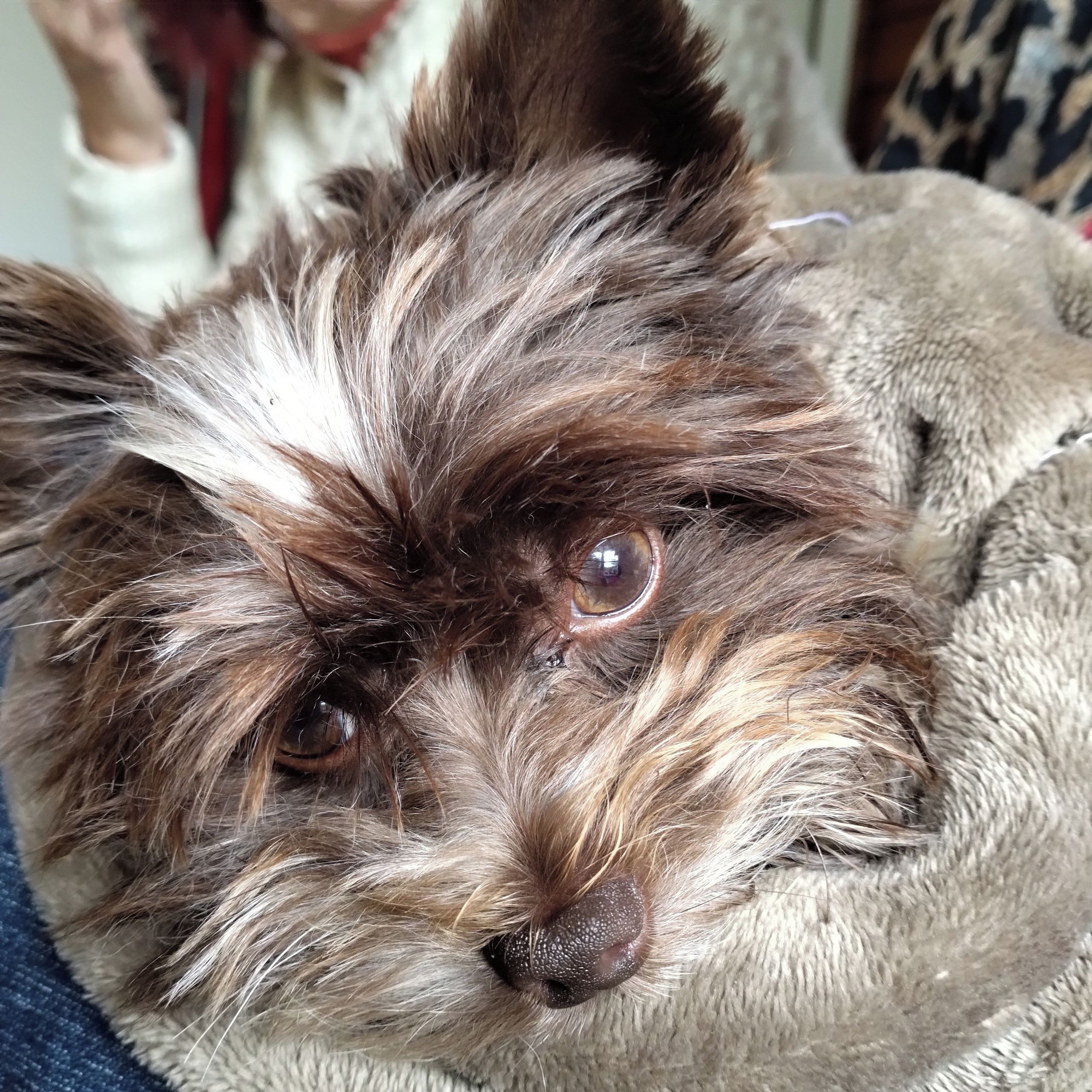 Soutěžní fotografie - Damián,  Yorkšírský terier