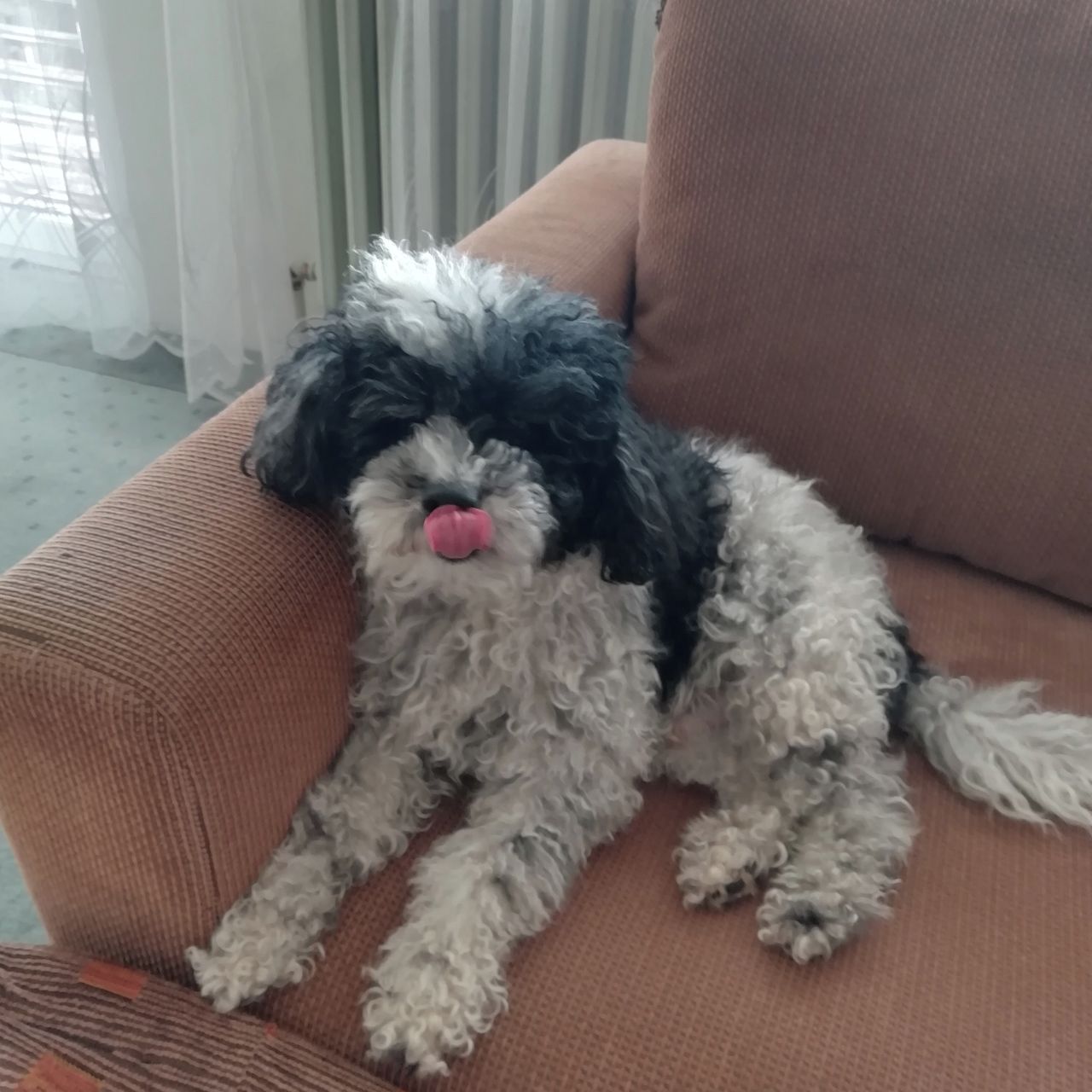 Soutěžní fotografie - Bobík,  Pudl