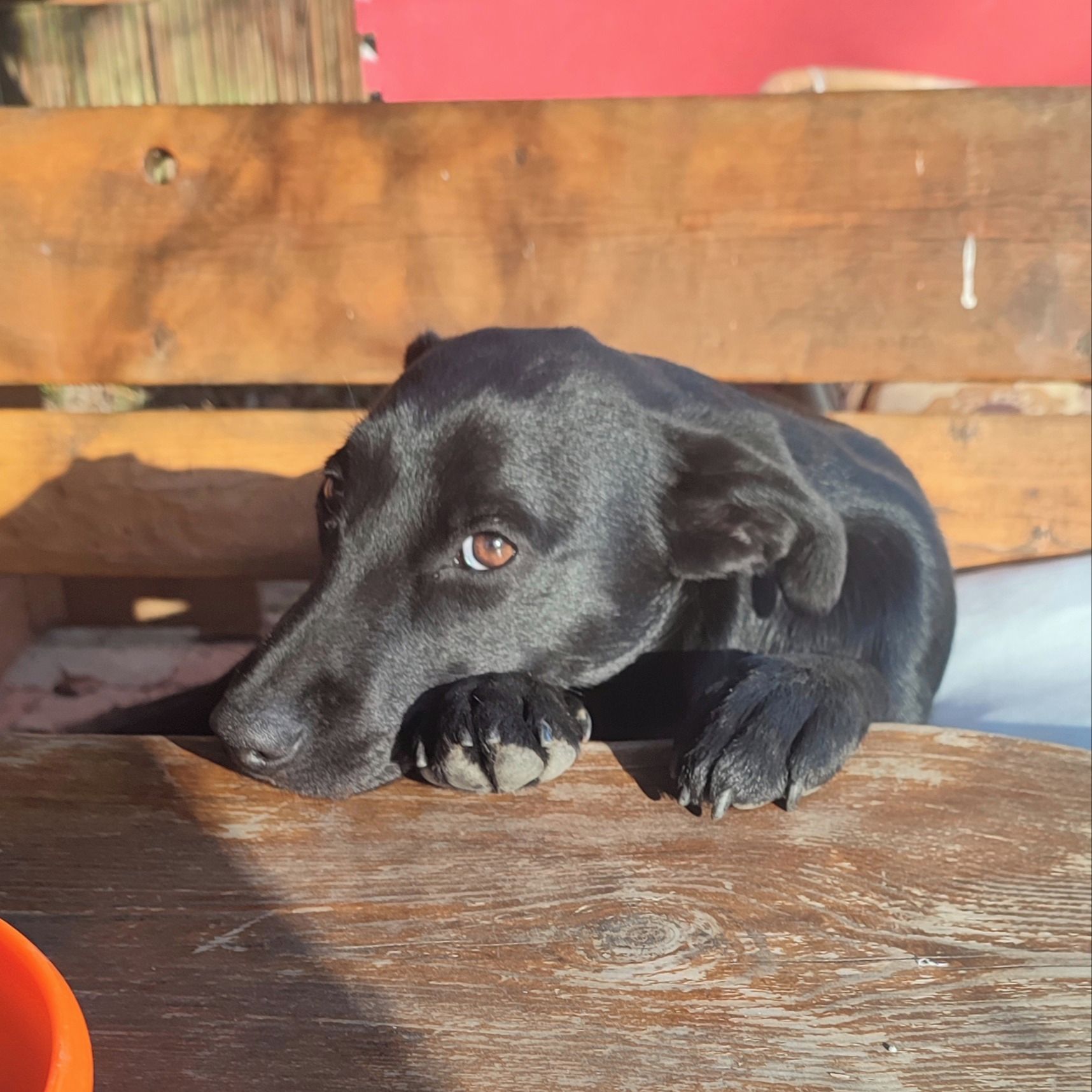 Soutěžní fotografie - Baileys,  Labradorský retriever
