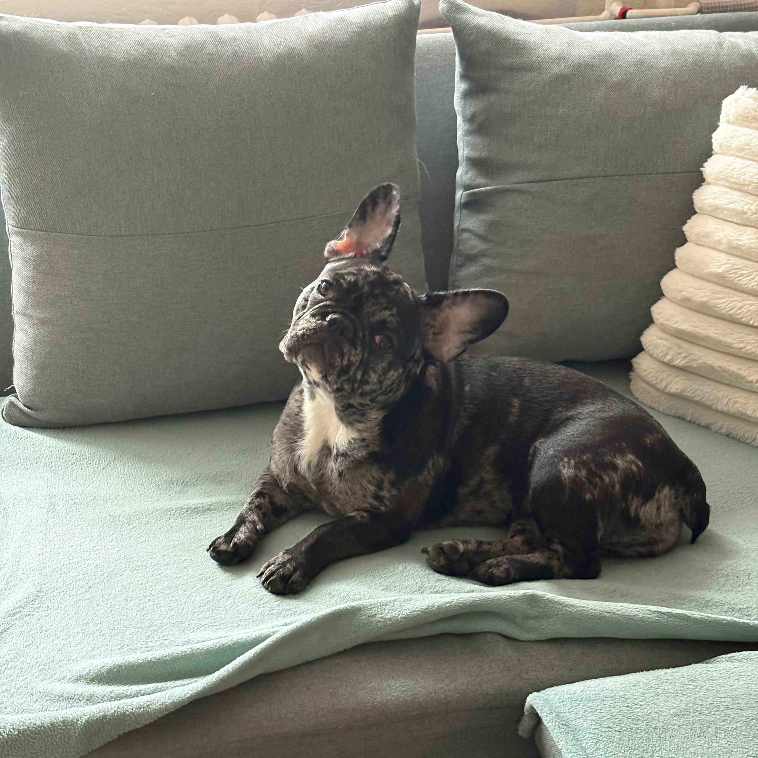 Soutěžní fotografie - Vinny,  Francouzský buldoček