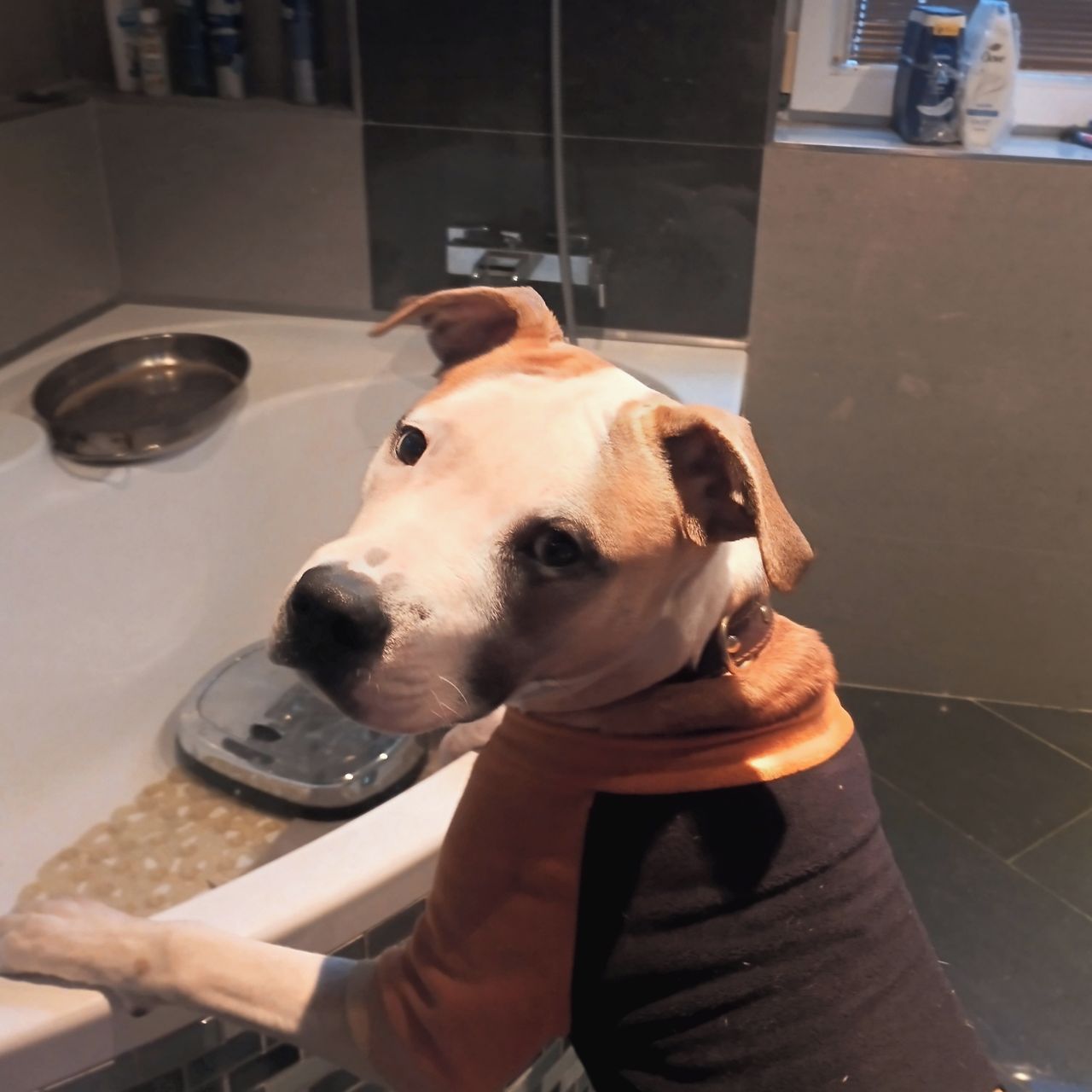 Soutěžní fotografie - Garp,  Americký stafordširský terier