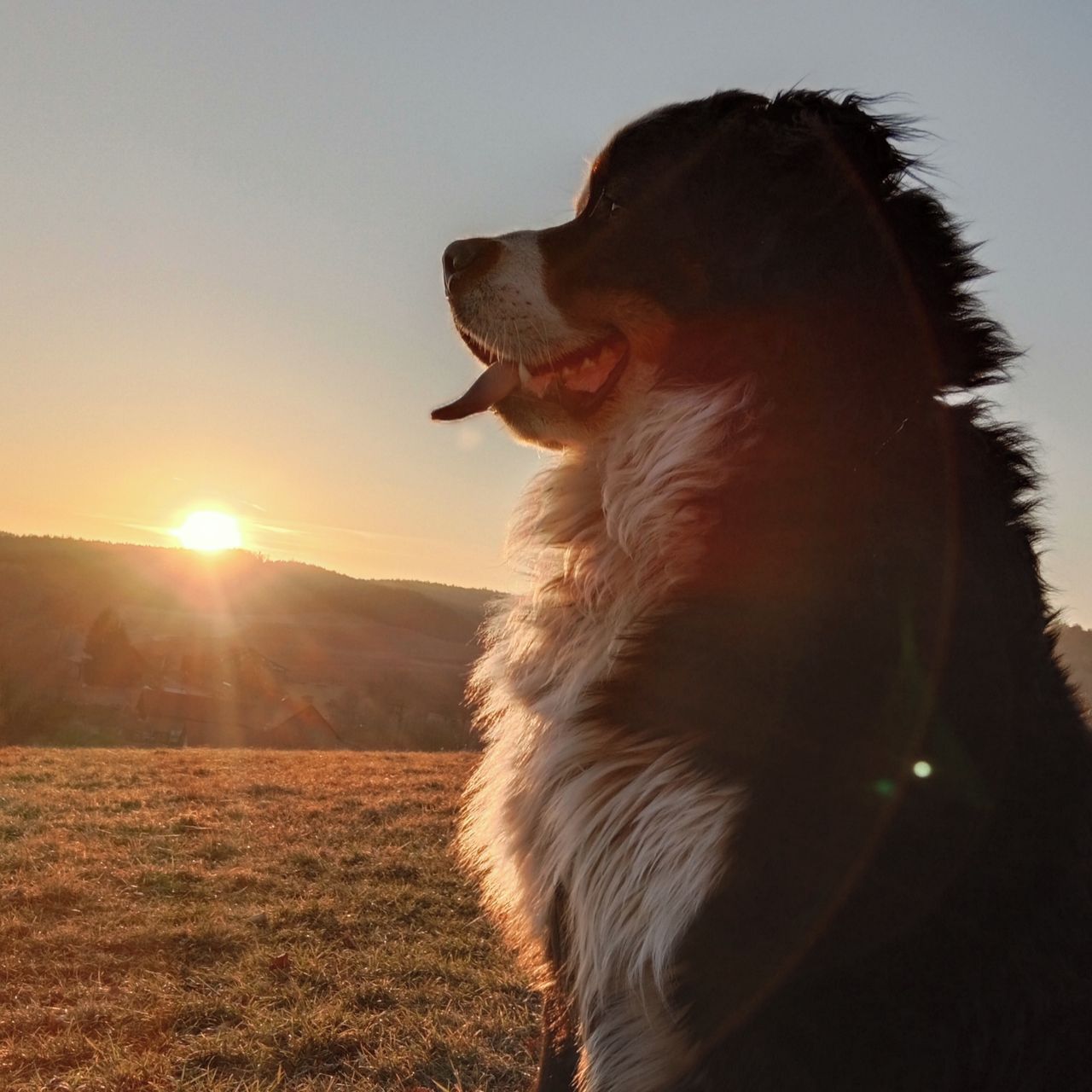 Soutěžní fotografie - Rocky,  Bernský salašnický pes