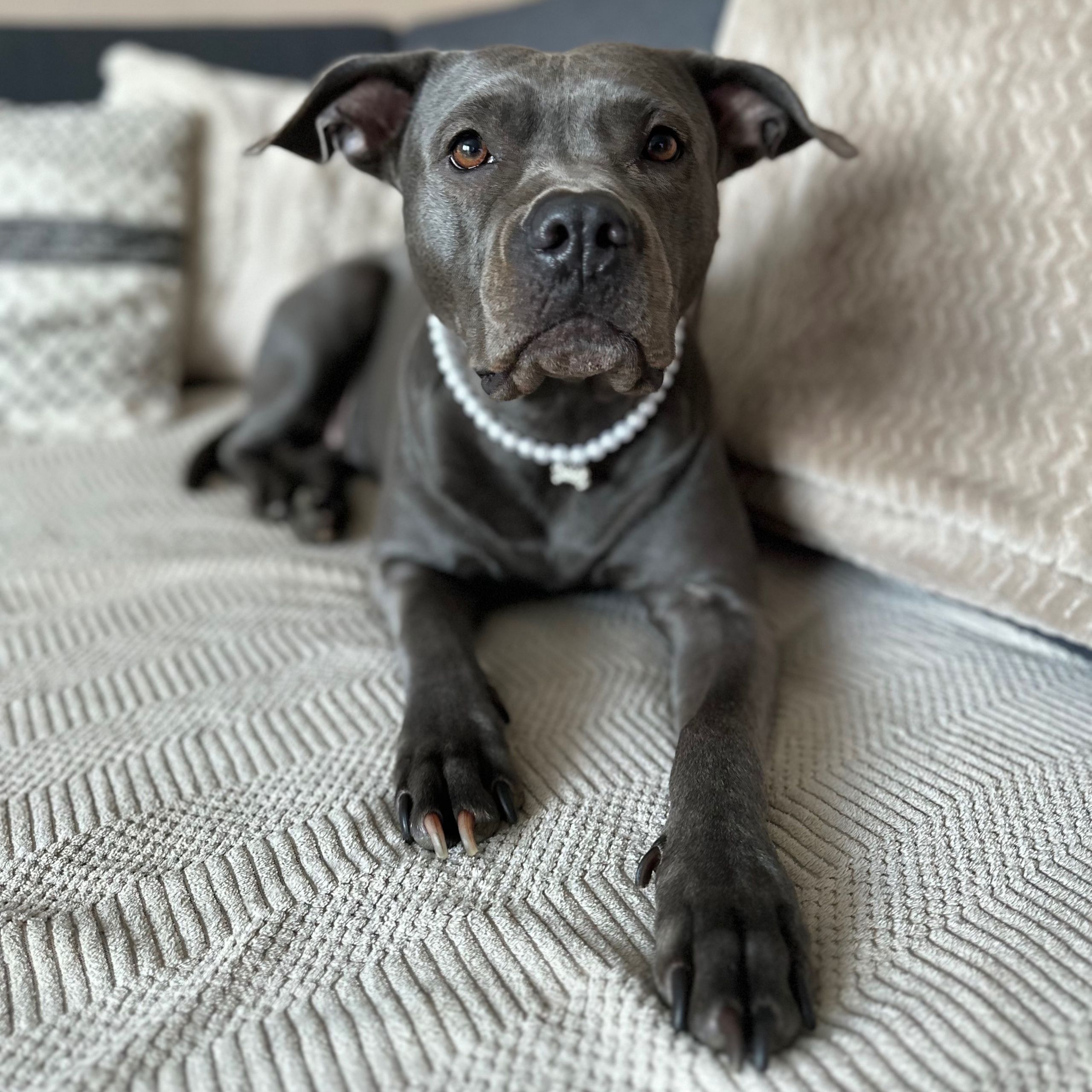 Soutěžní fotografie - Shelby,  Americký stafordširský terier